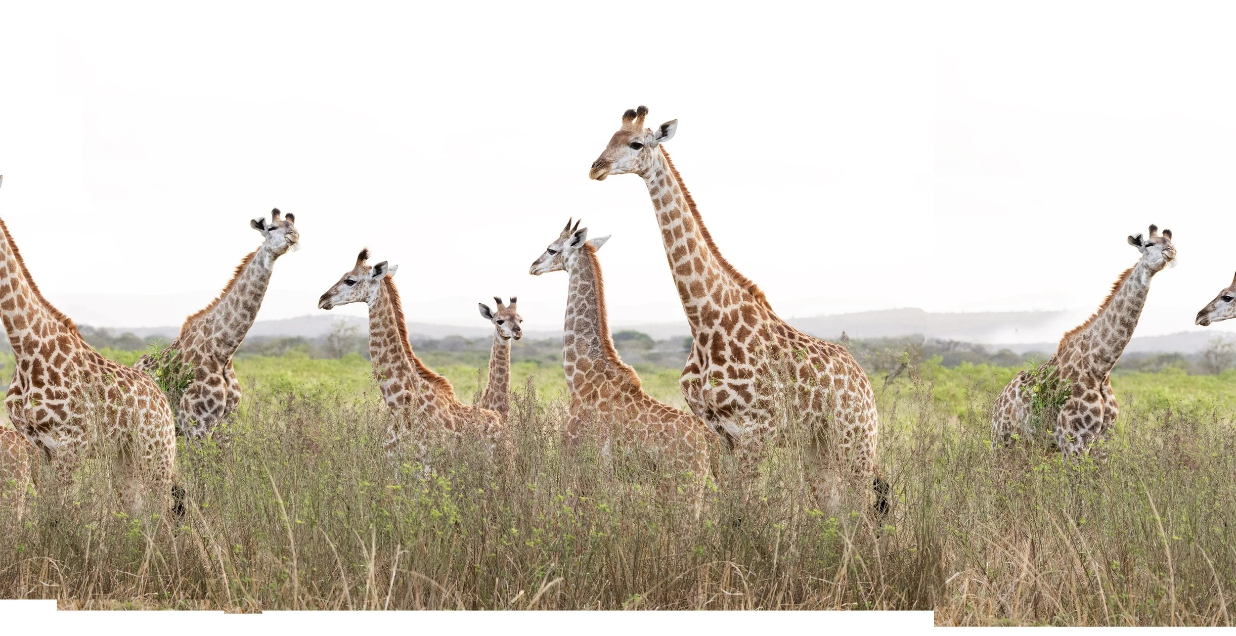 hopevale-giraffe.jpg