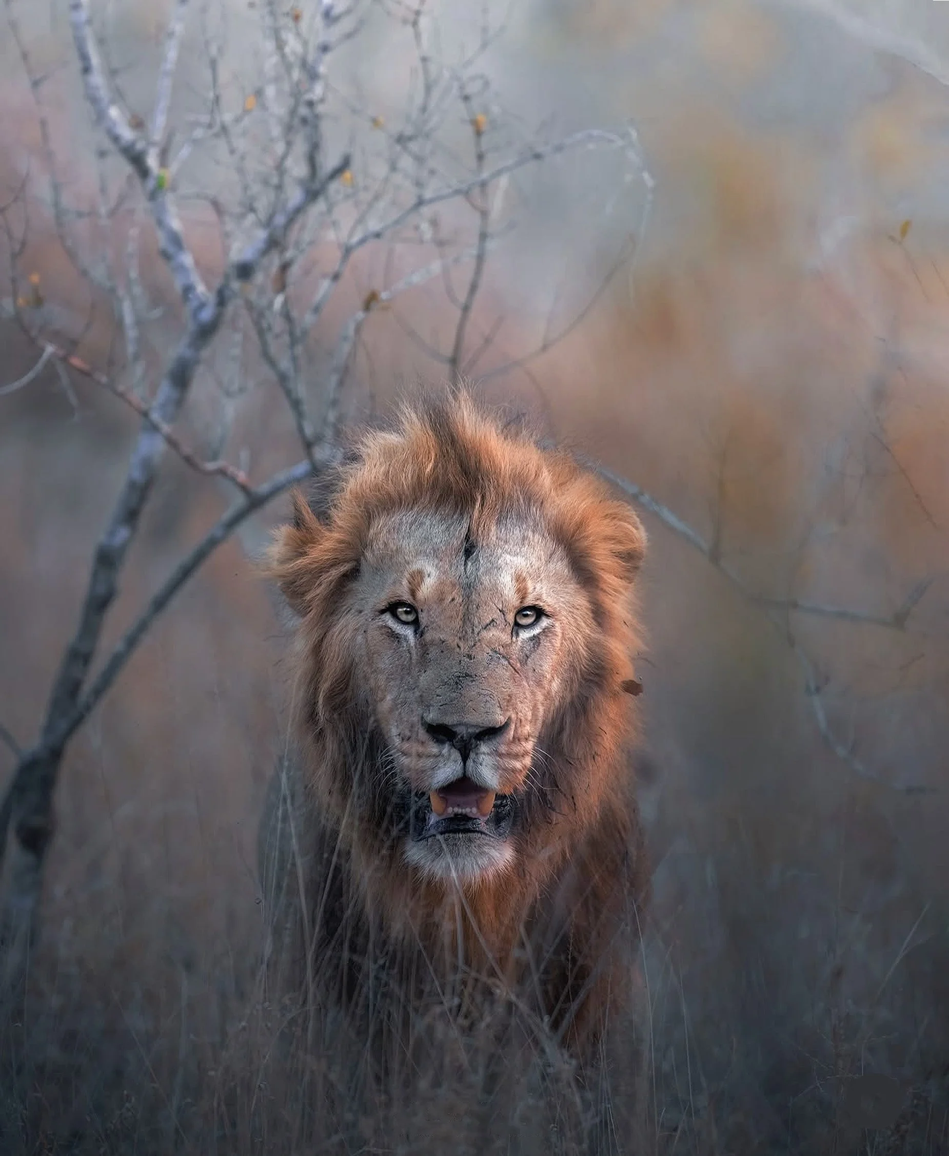 Gala 2026 lion image.jpg