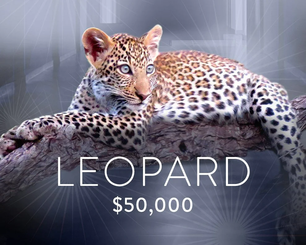 leopard.jpg