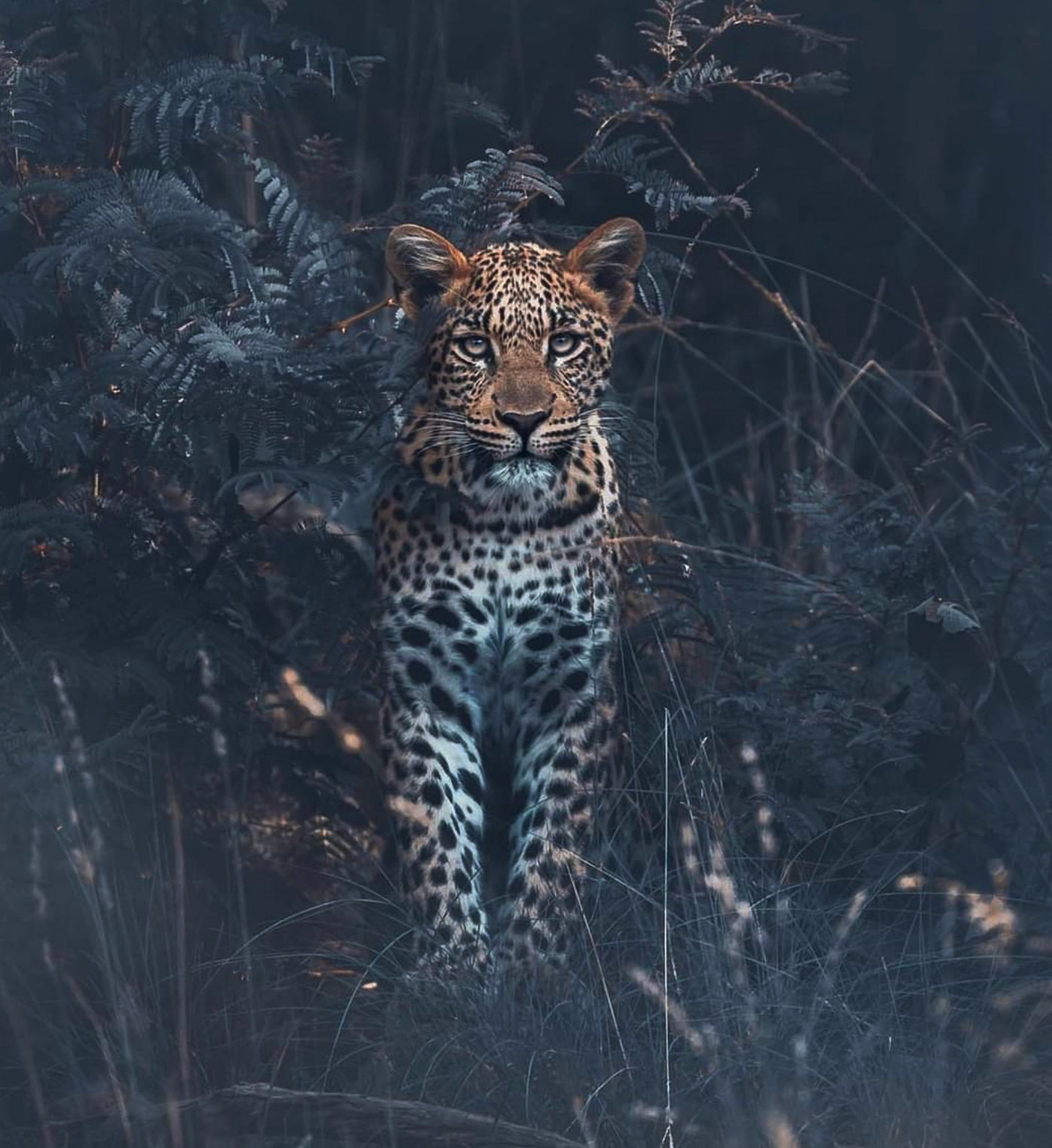 annual gala 2024 leopard.jpg