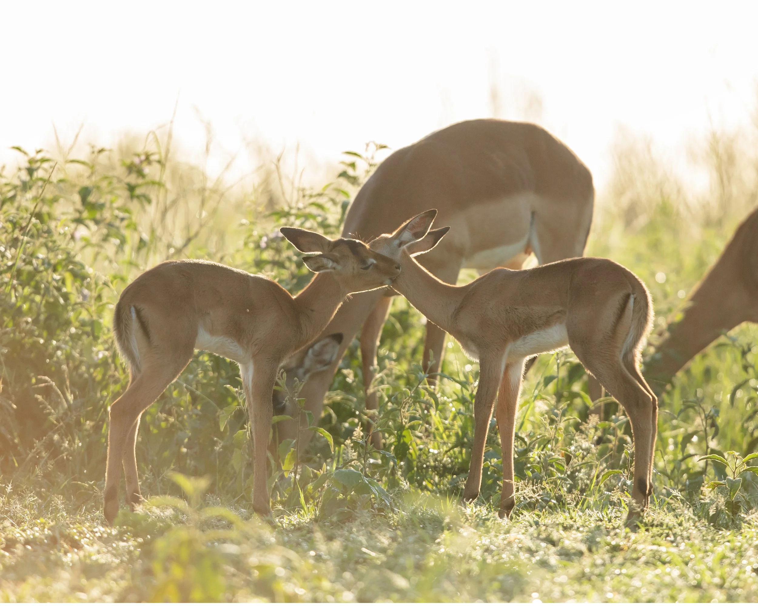 impala.jpg