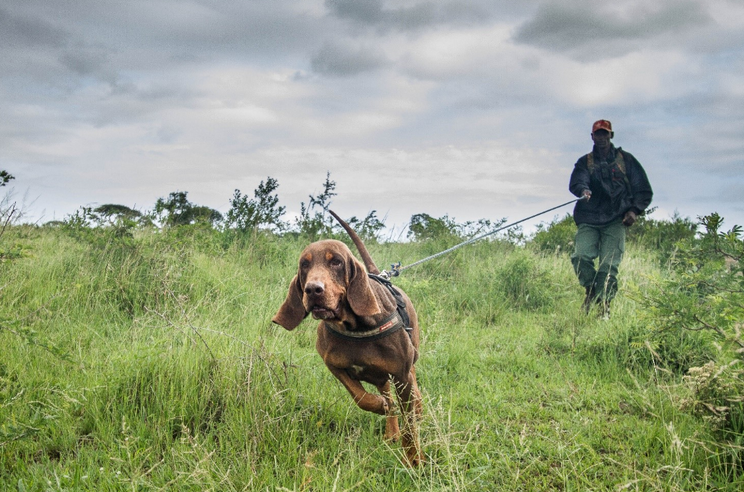 rhino k9 unit blood hound running.png