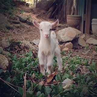 baby goat.jpg