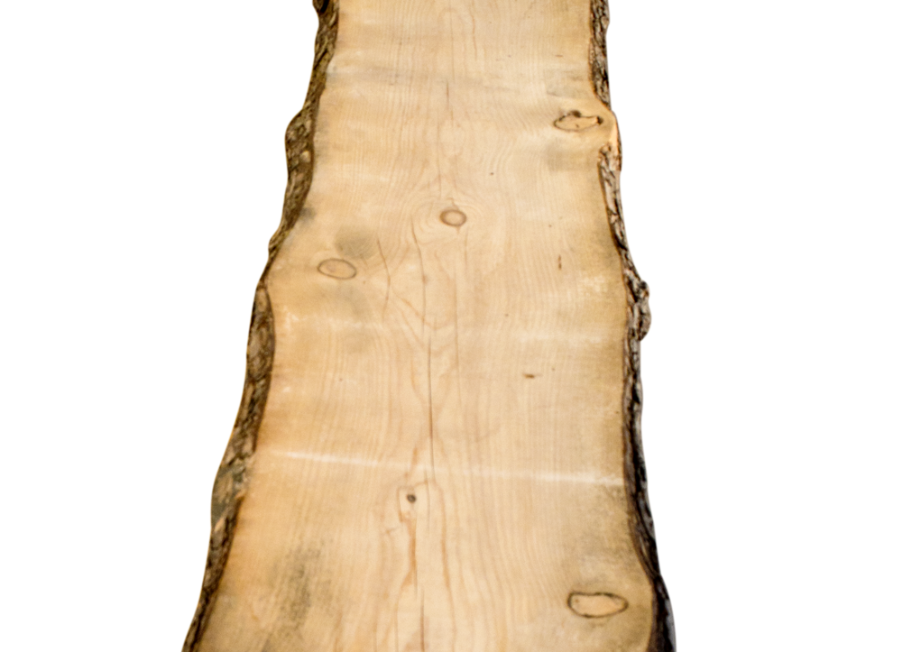 Ponderosa Pine