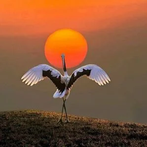 Chi Kung for Spiritual Growth: Tibetan White Crane 