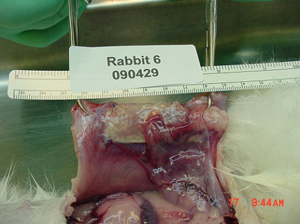 Non-coated (control) implant- adhesions present