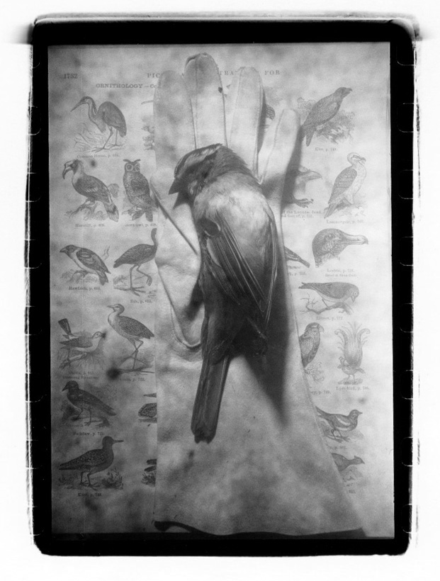 Bird Glove.jpeg