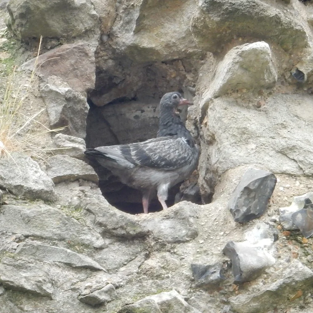 We’d heard there was a baby raven at the Tower… but we saw this baby pigeon! Even better!