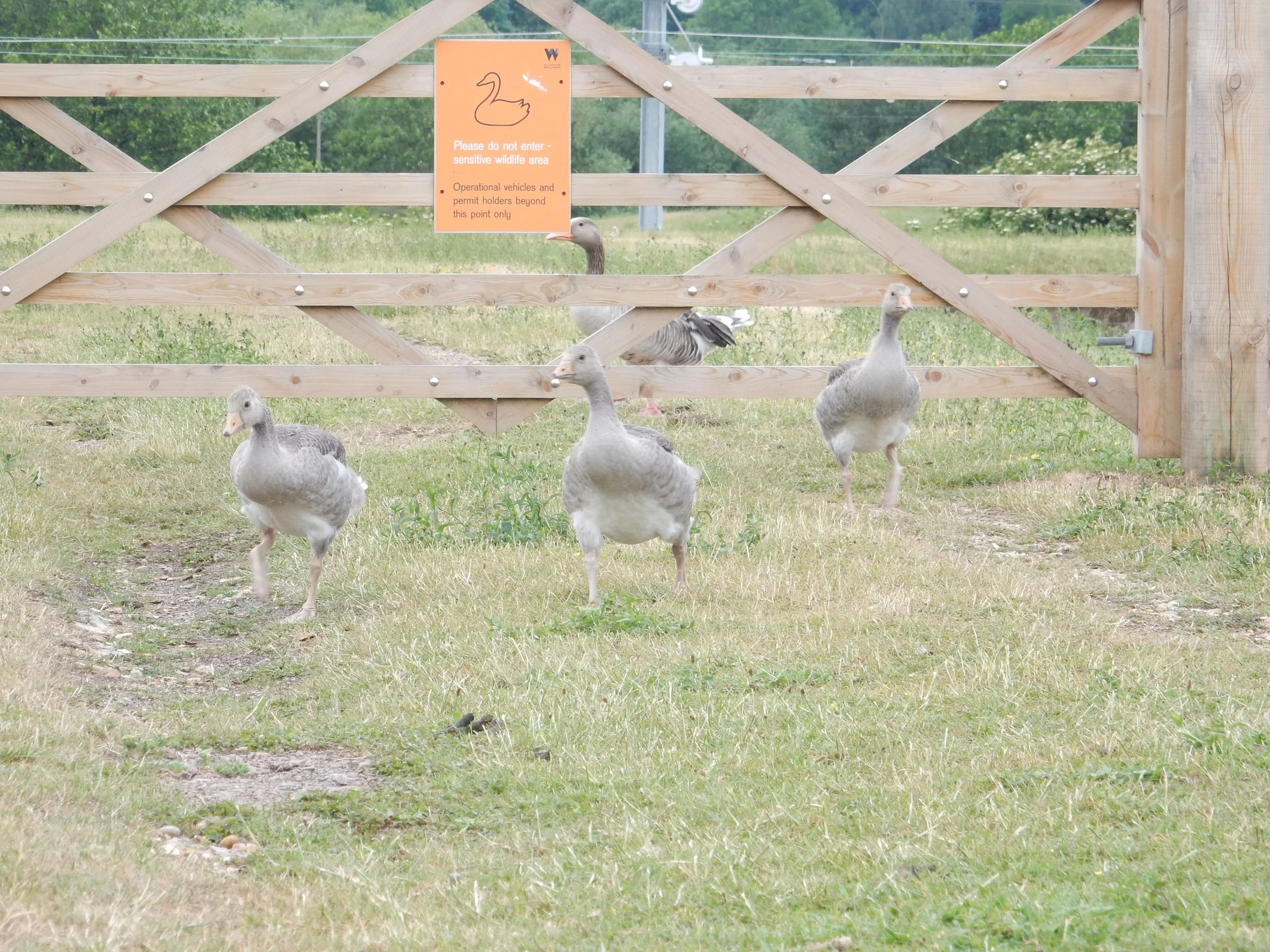 Graylag Geese, or Here Comes Everybody.