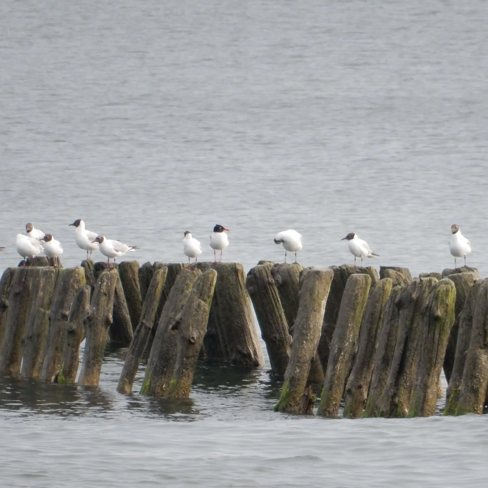 Find the Mediterranean Gull!