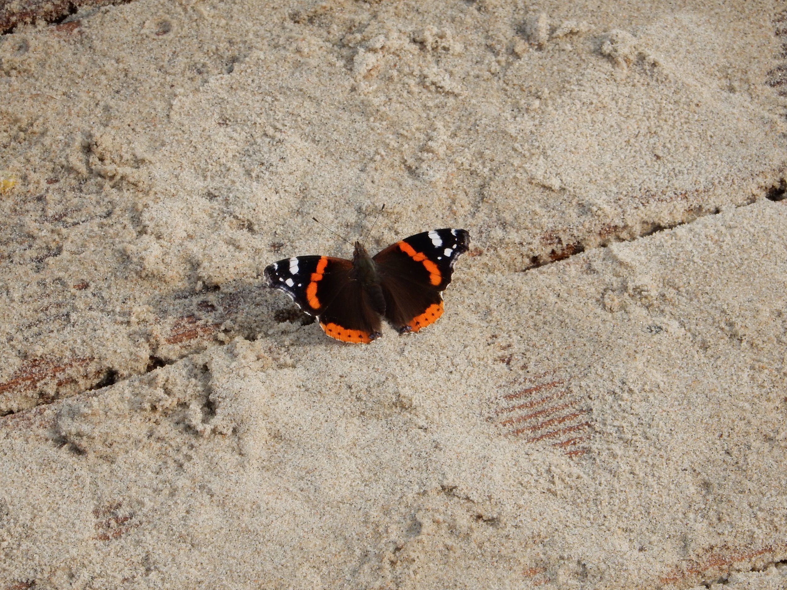 DSCN6432.jpg