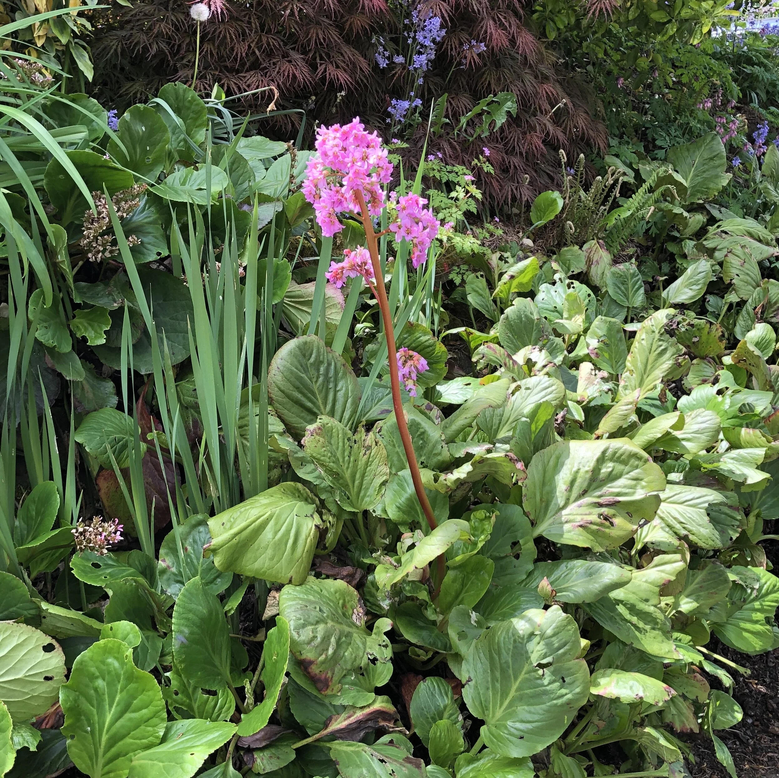 May Newsletter