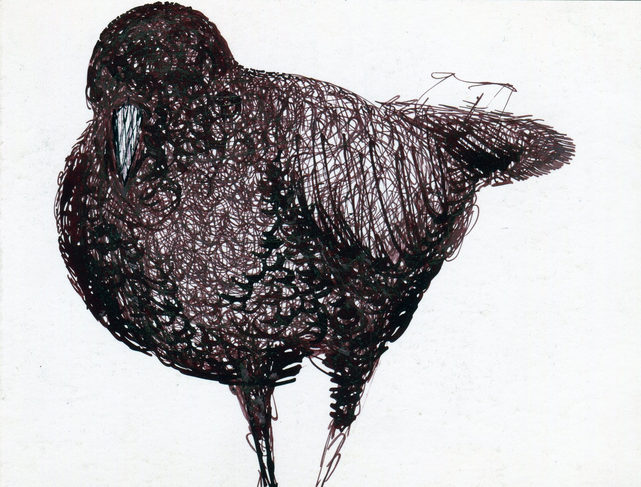 birds 2