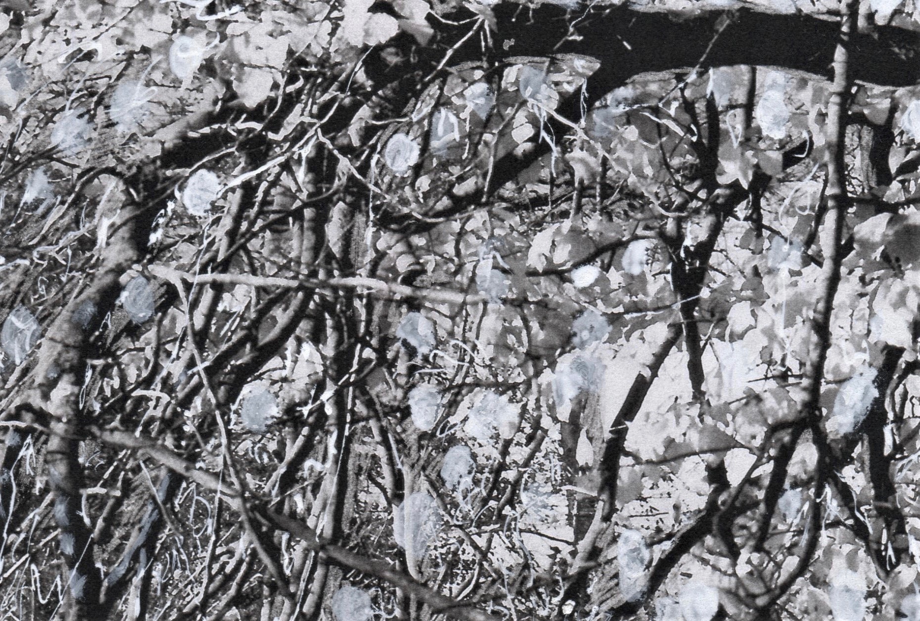 trees 21