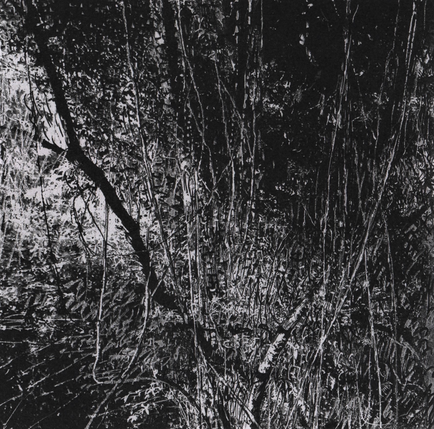 trees 35