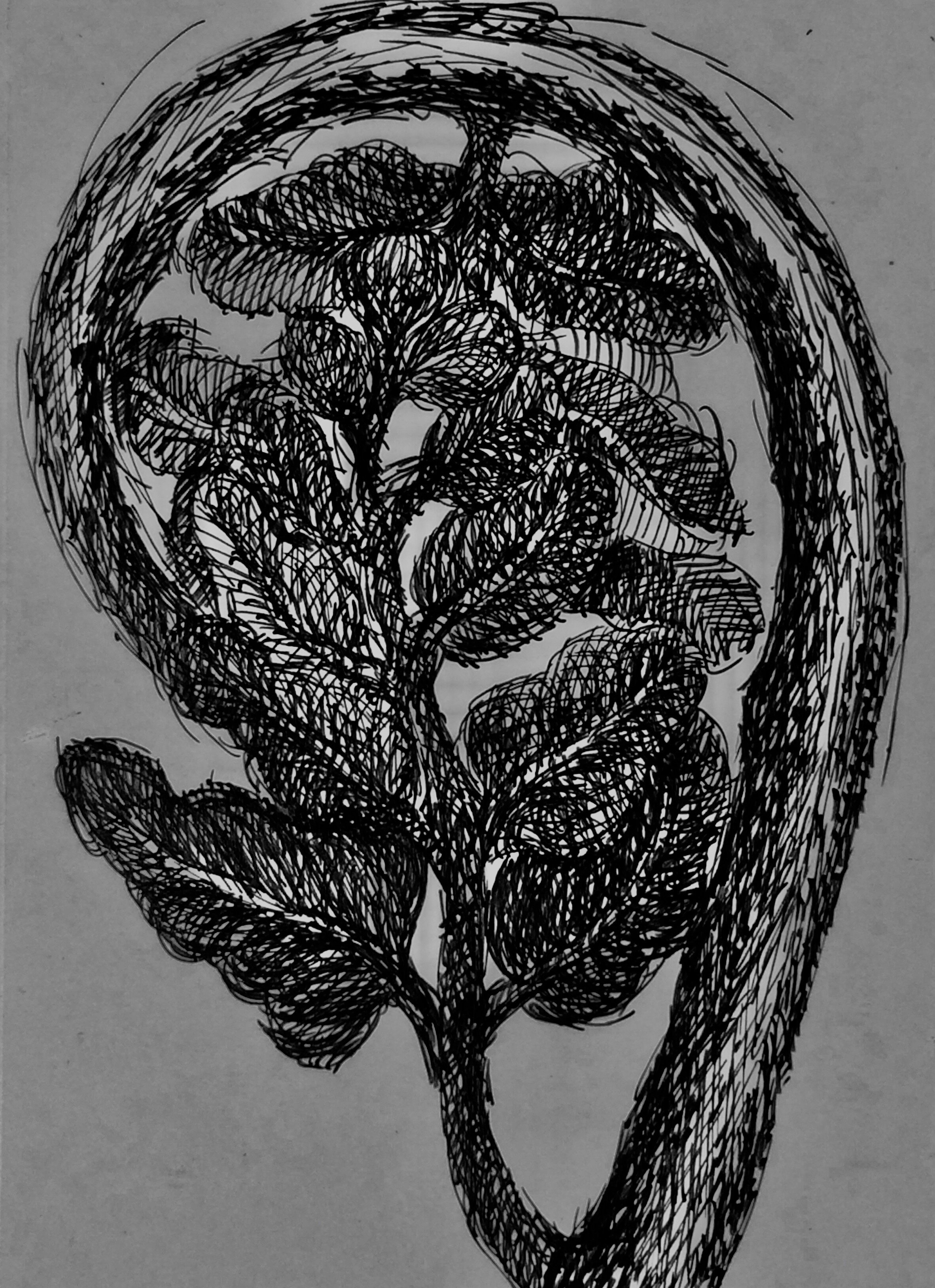 plants 15