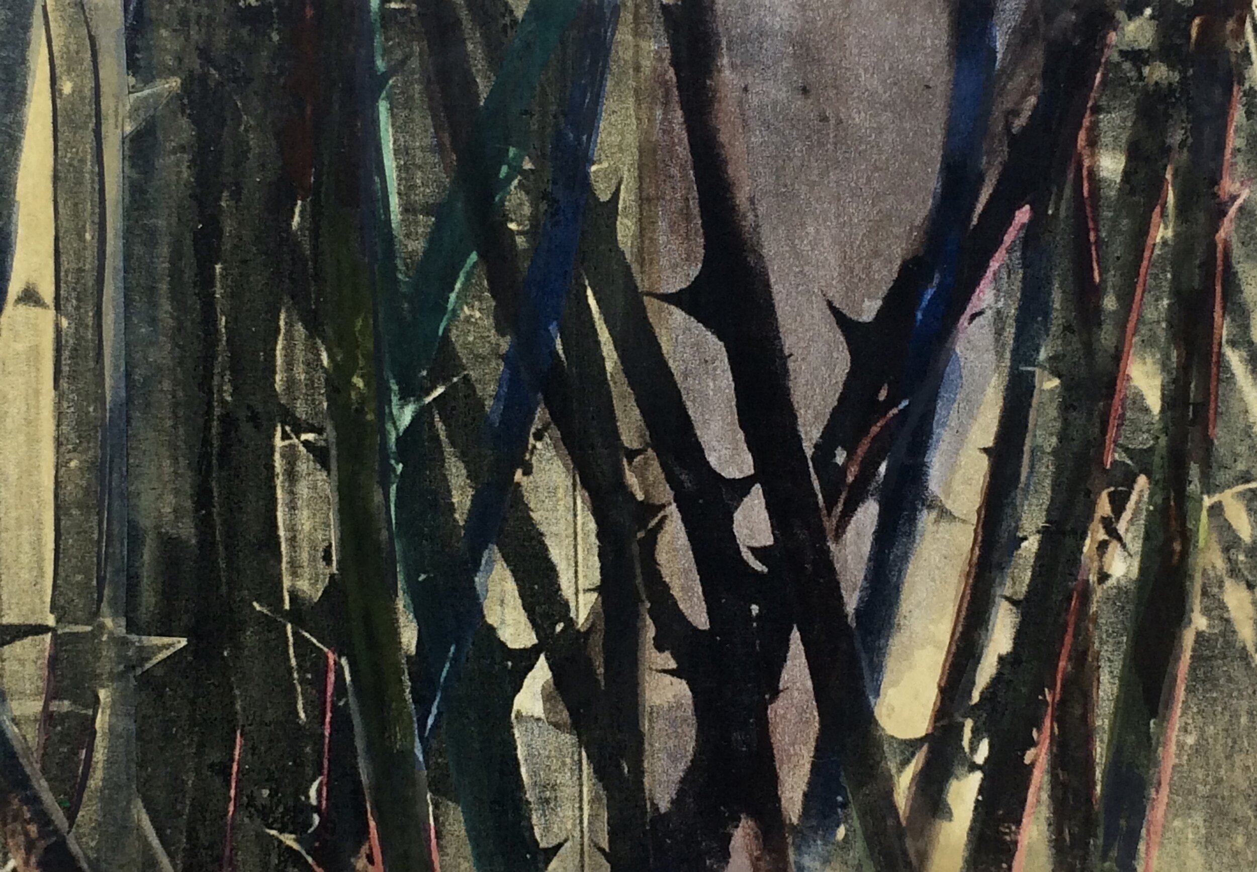 plants 17