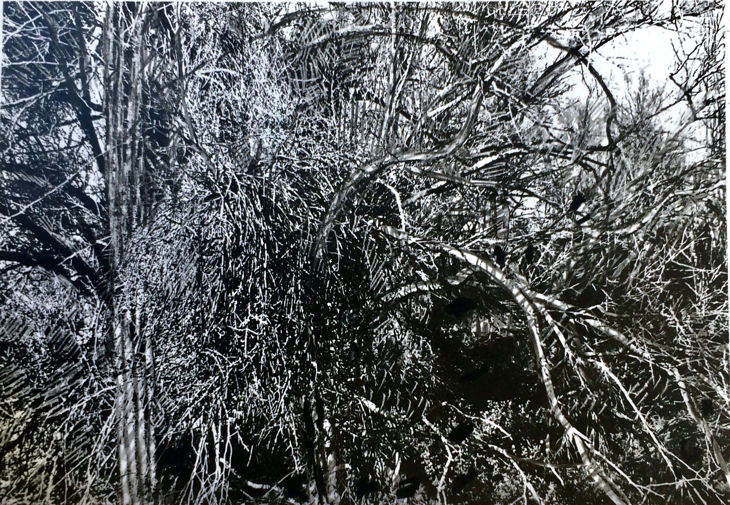 trees. 135