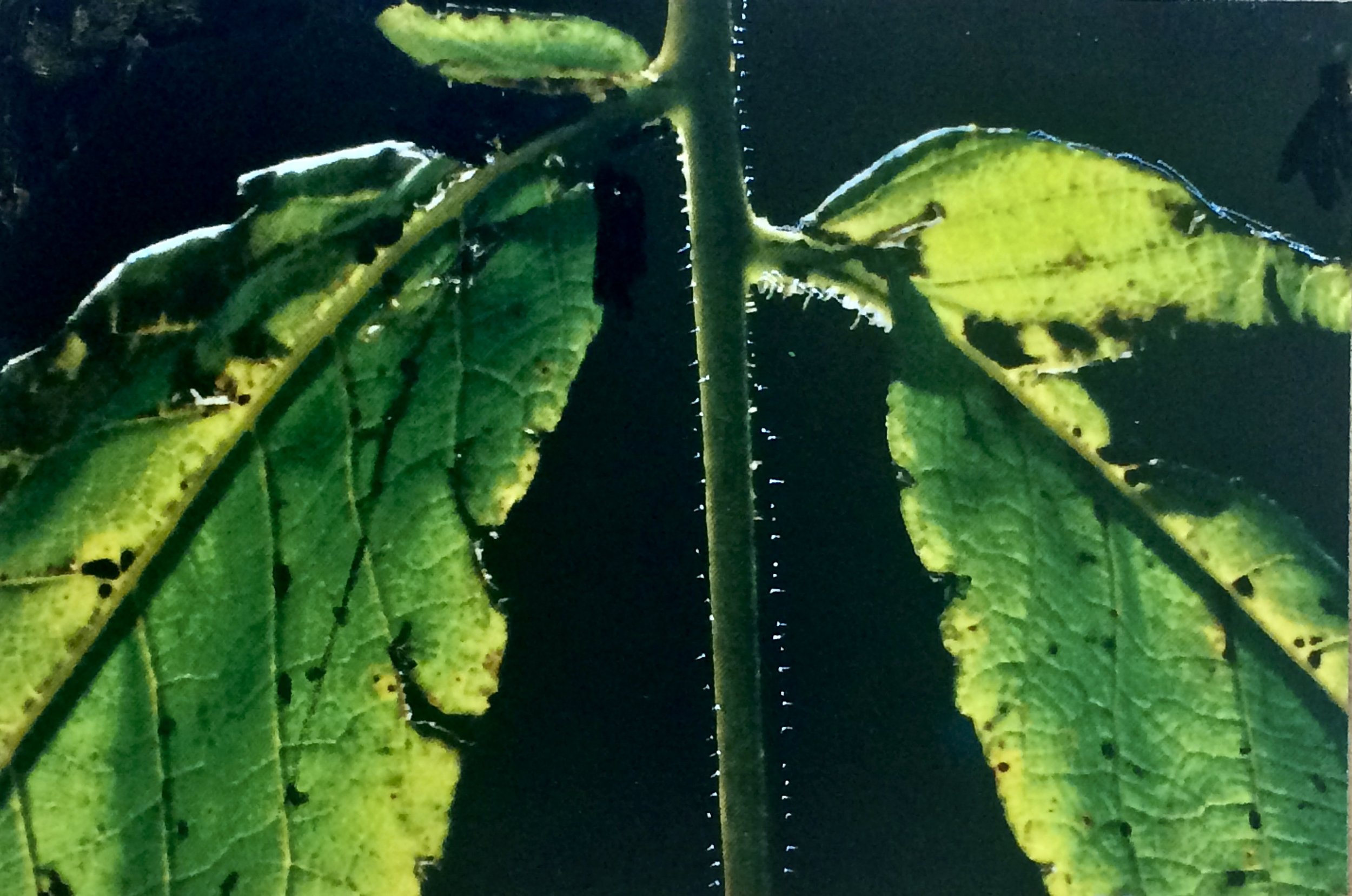 plants. 24