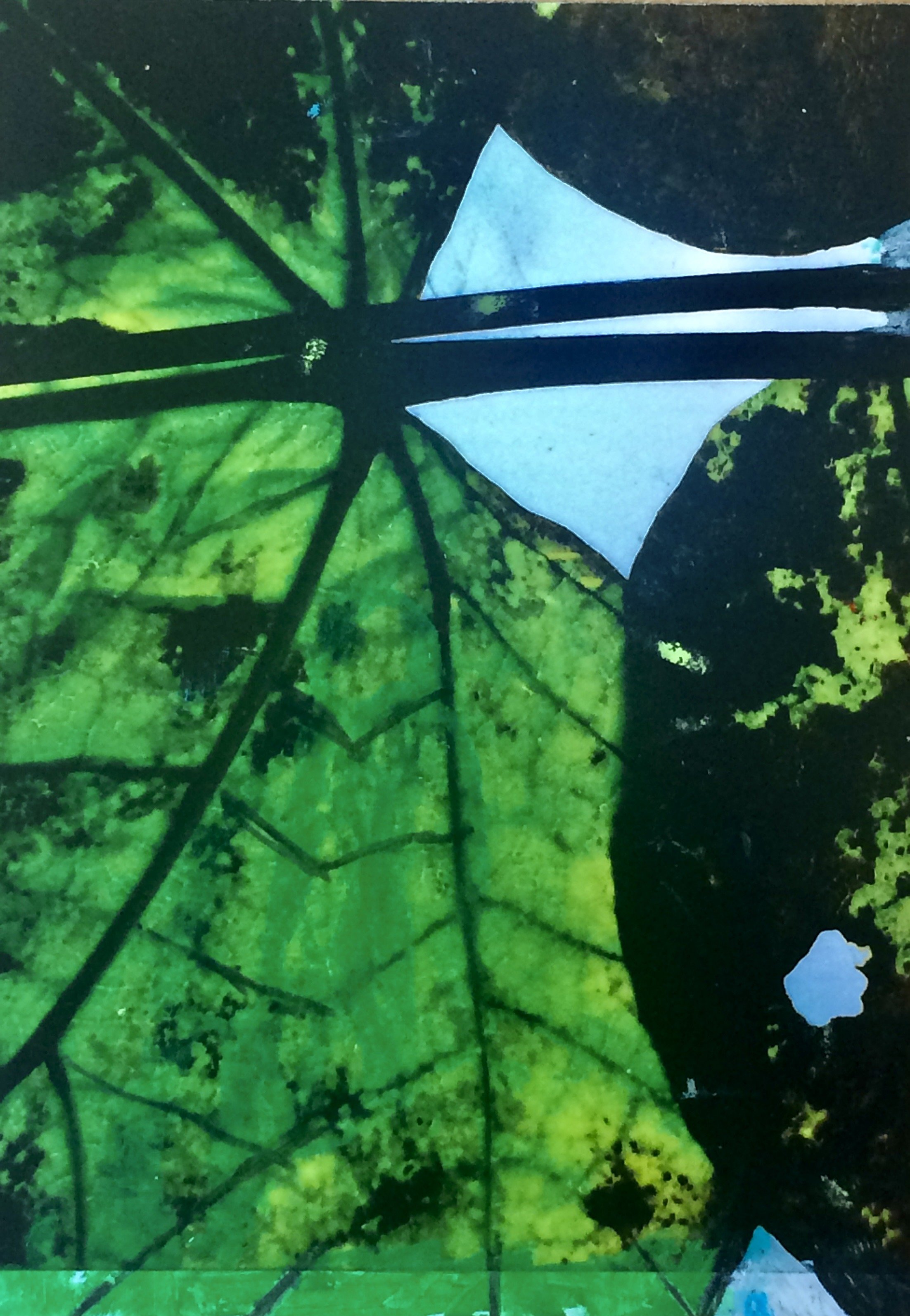 plants 25