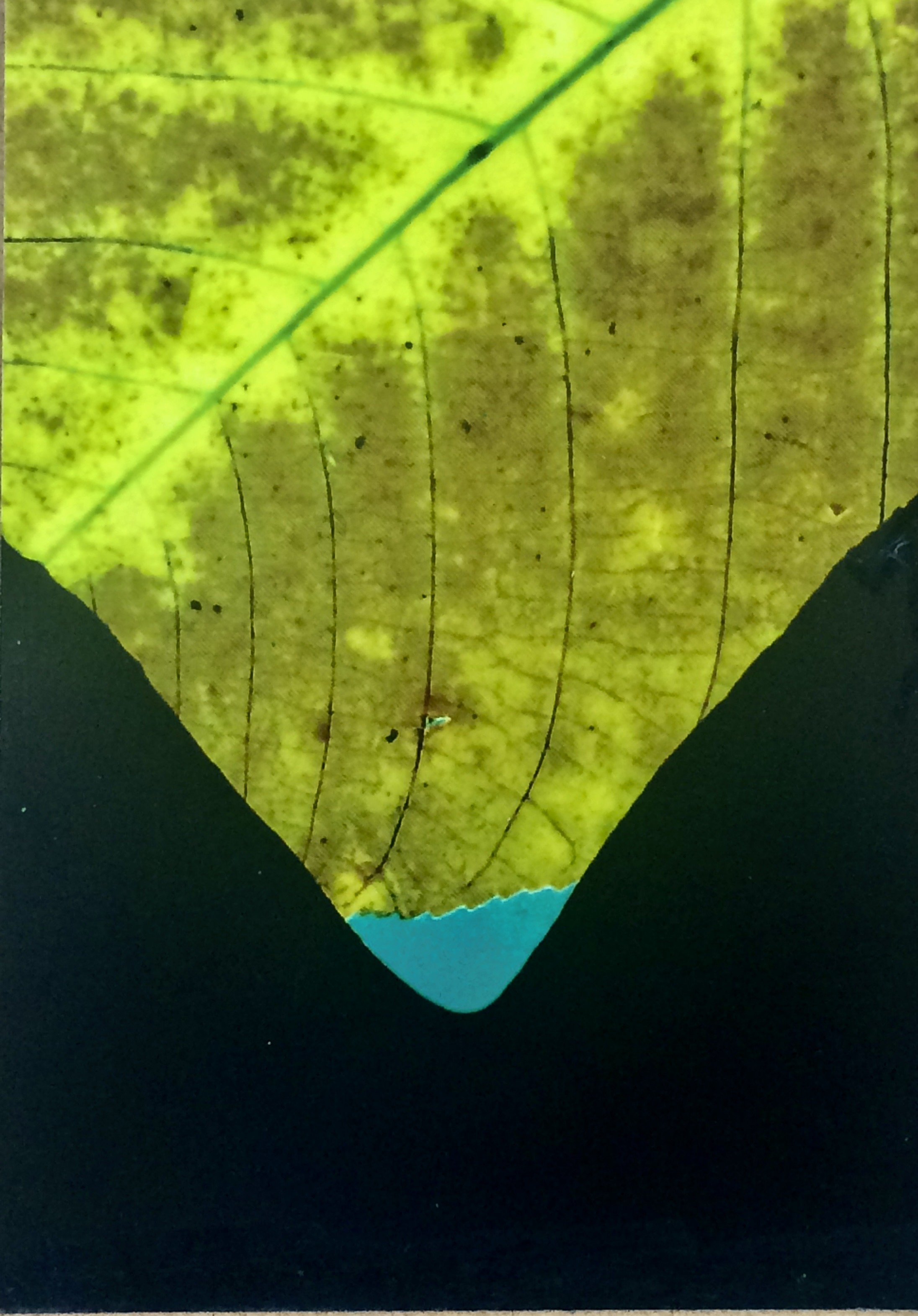 plants. 27
