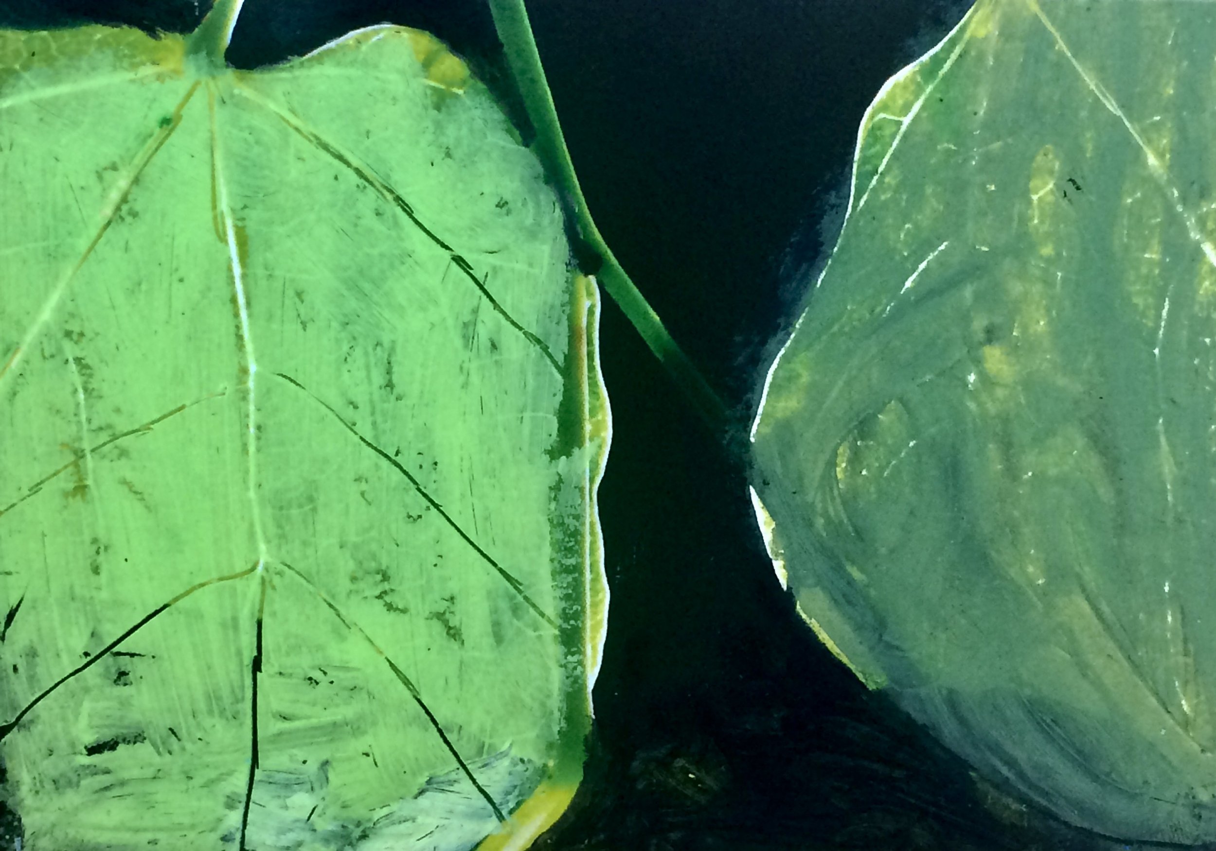 plants. 32