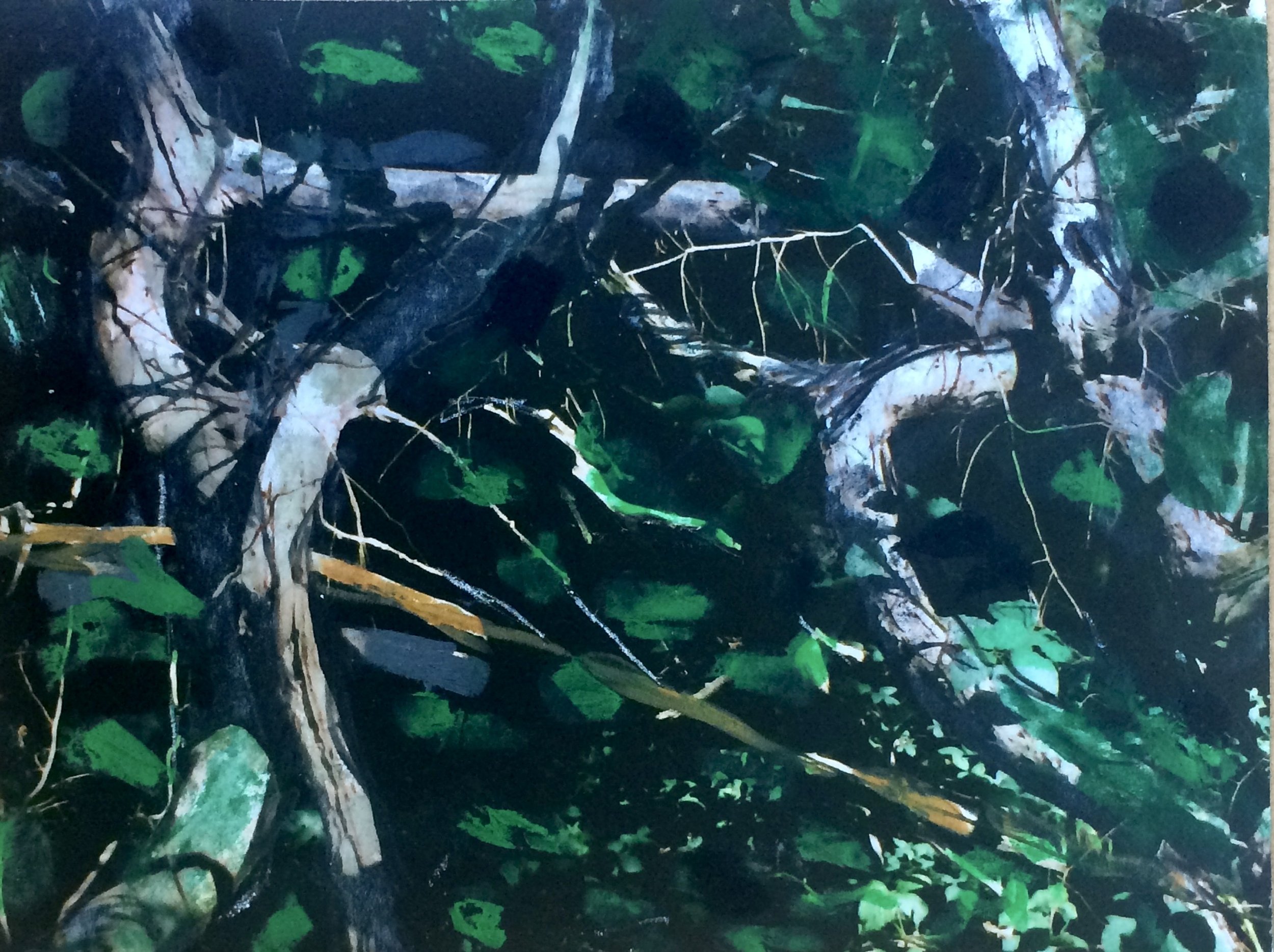 trees. 227
