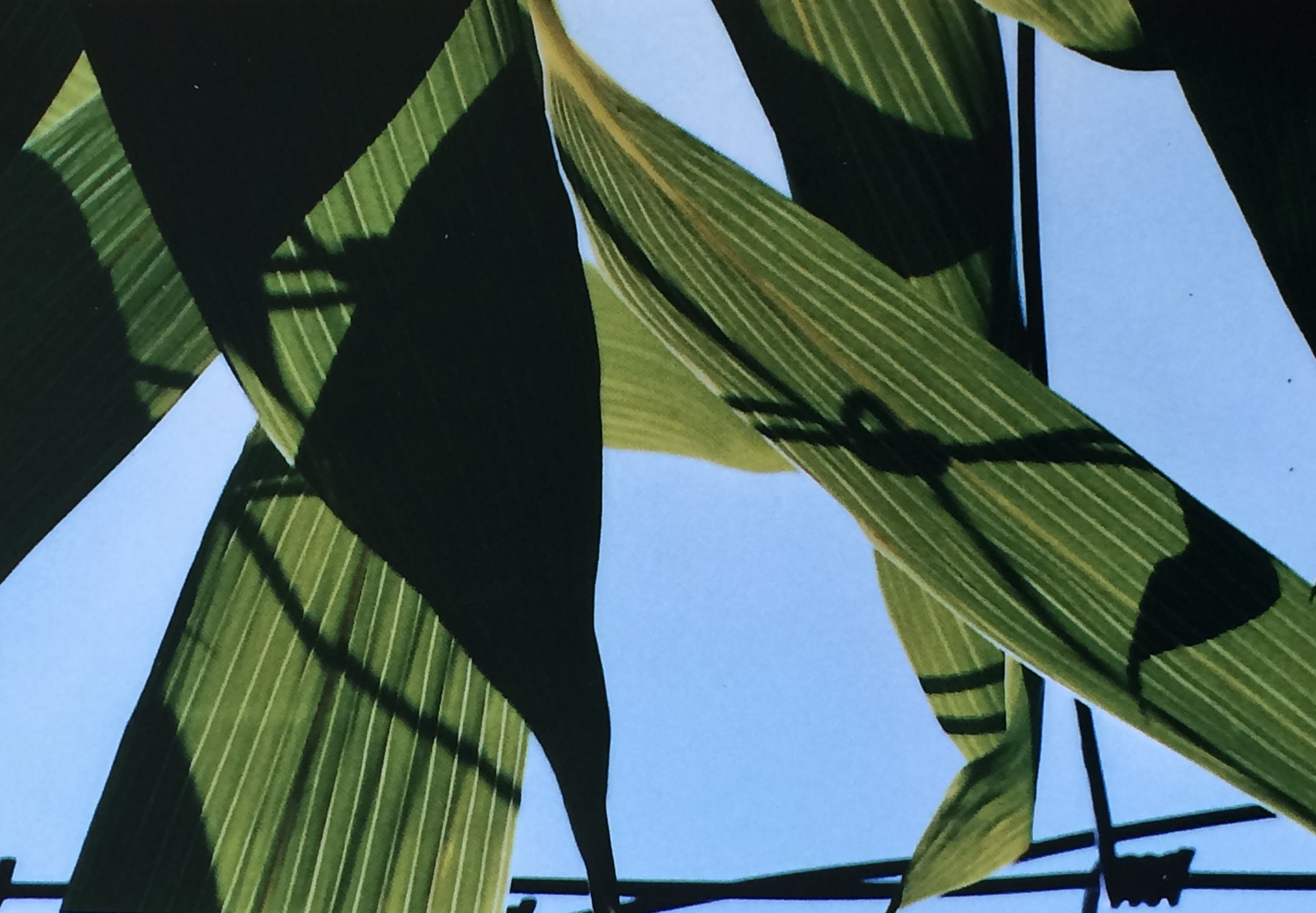 plants. 36