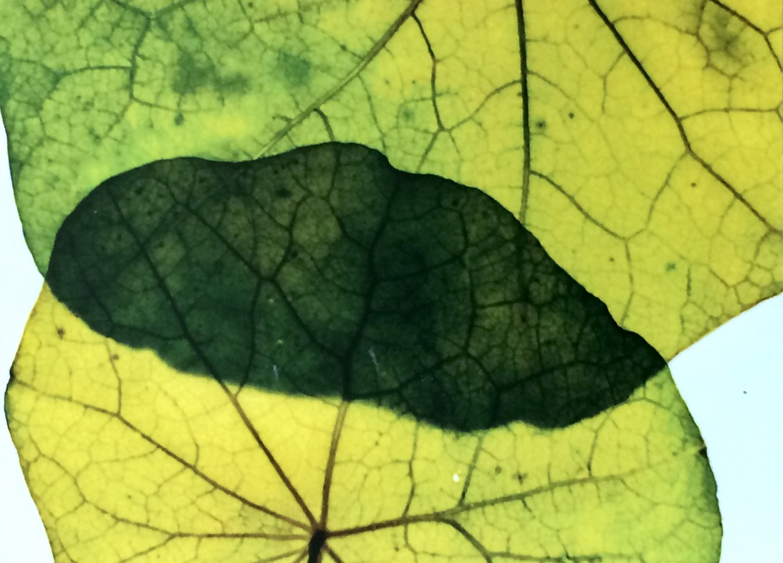 plants. 37