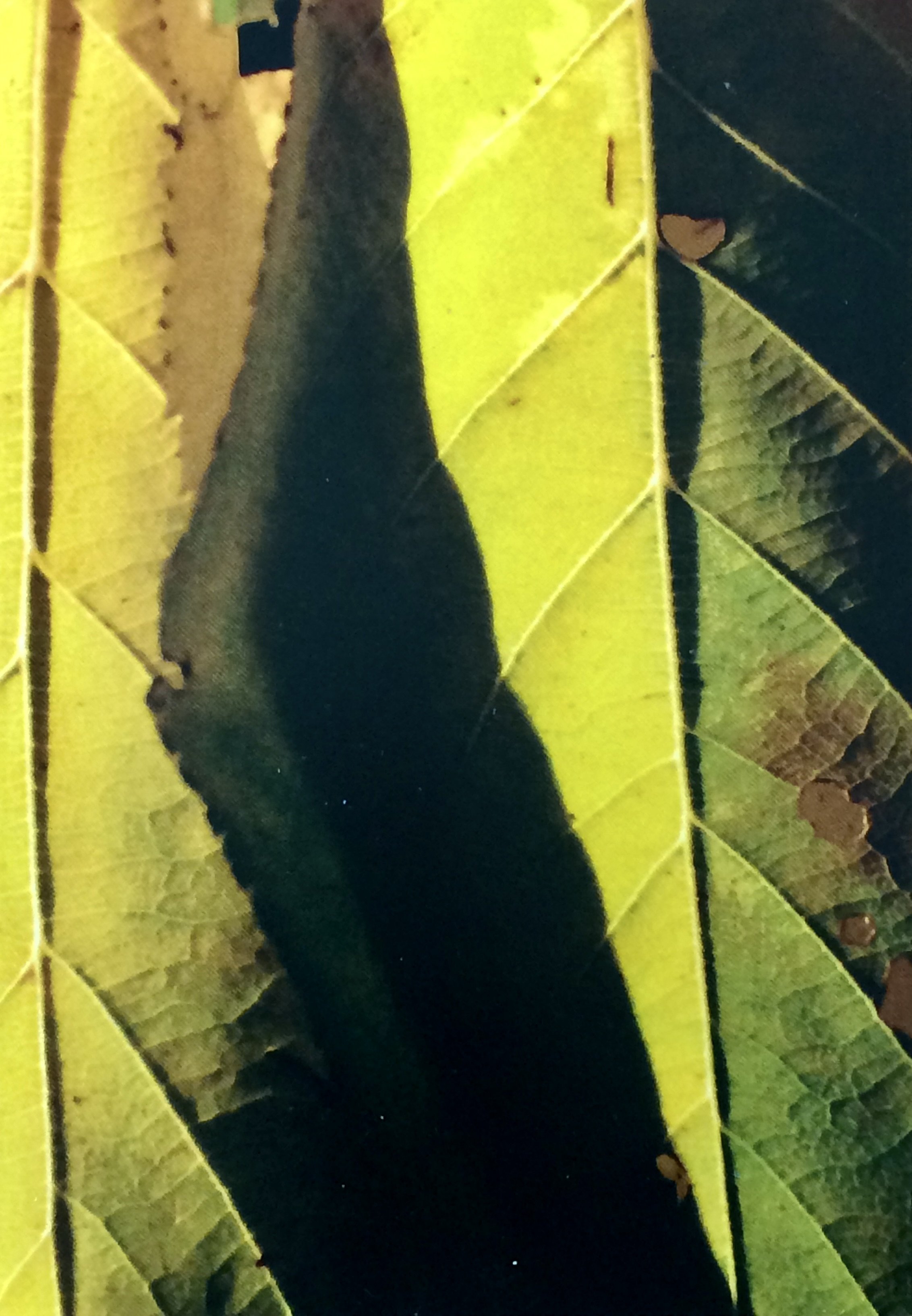 plants. 39