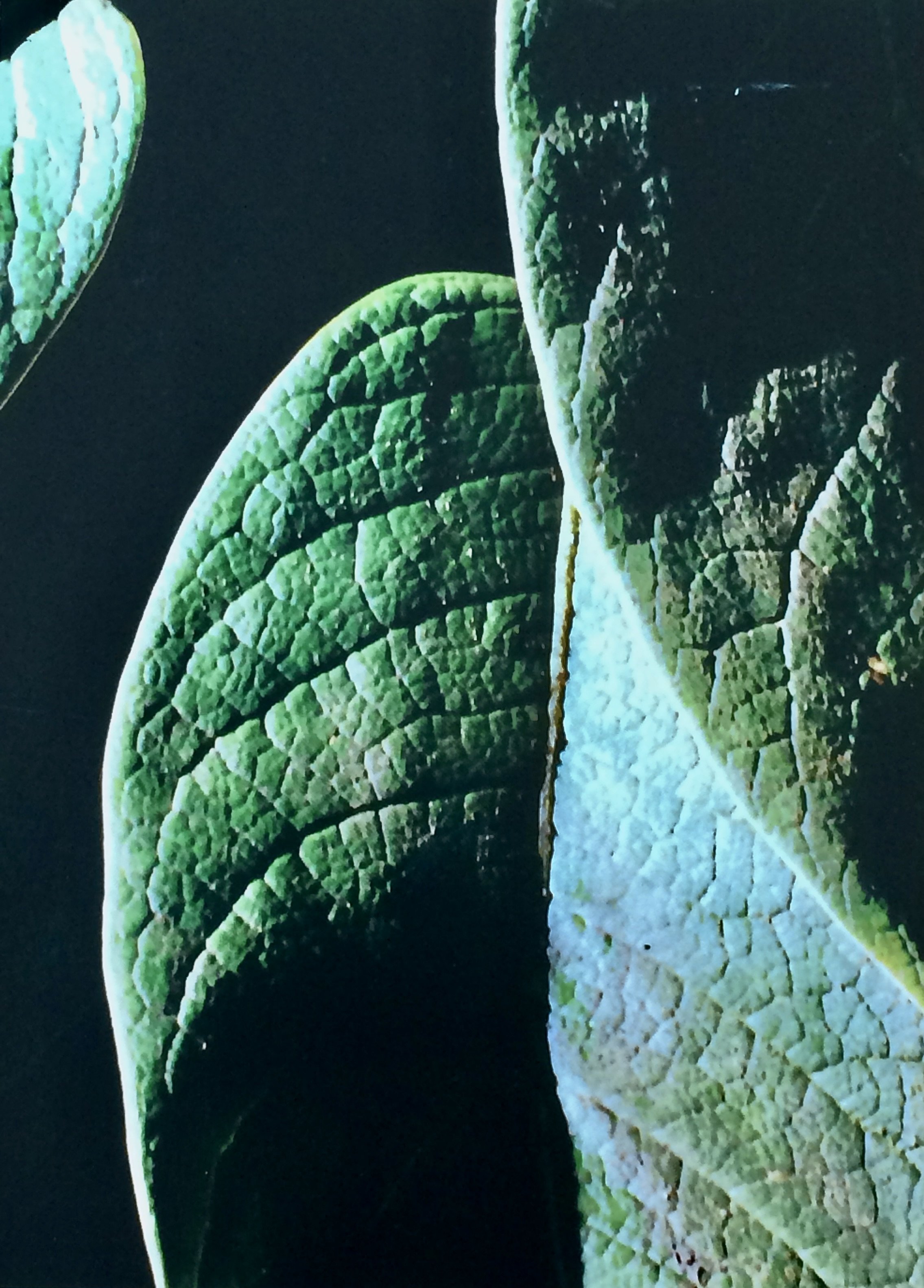 plants. 41