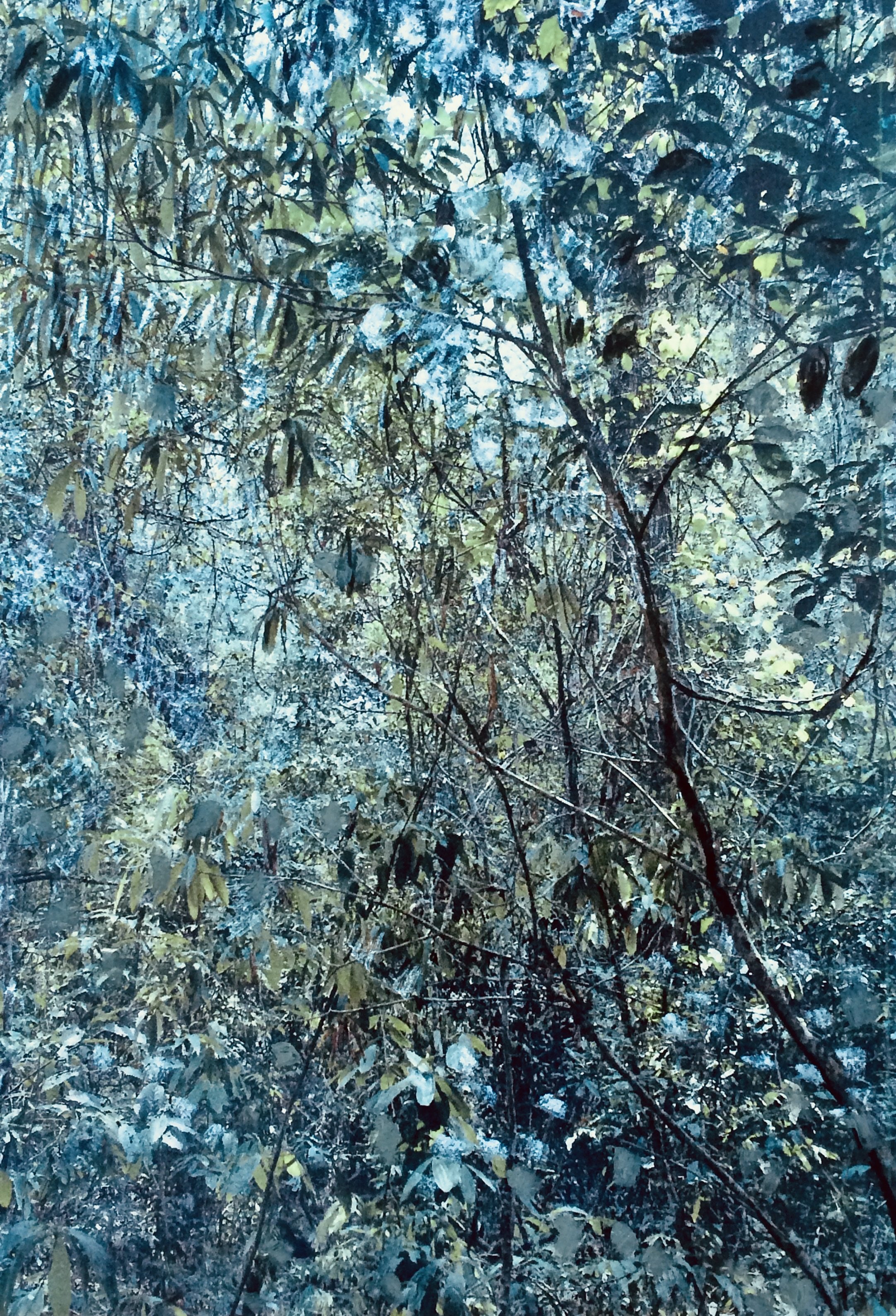 trees. 250