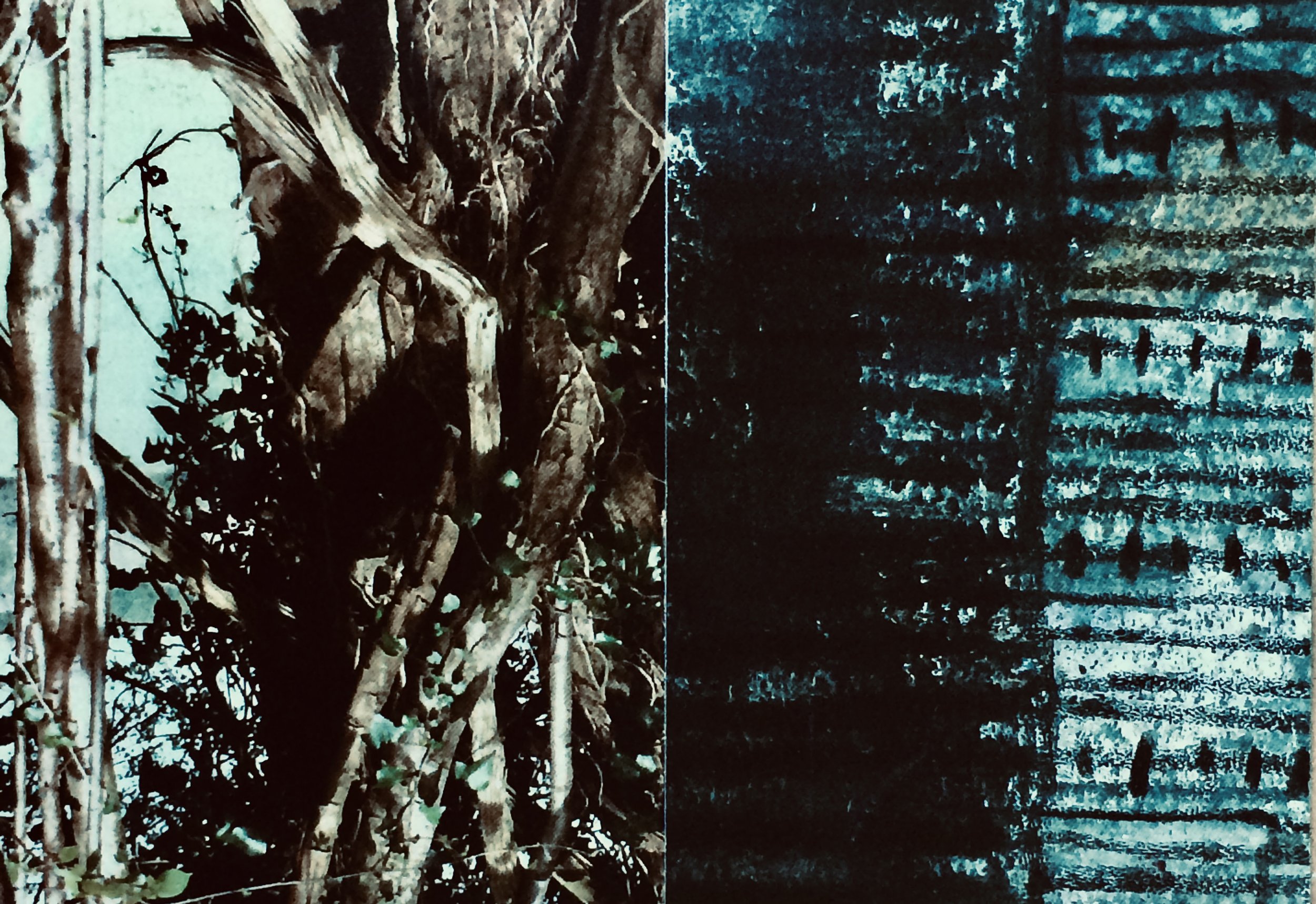 plants. 52