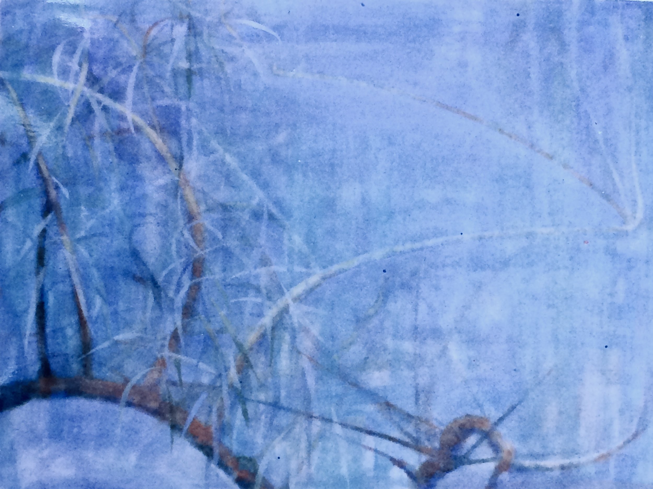 plants. 58