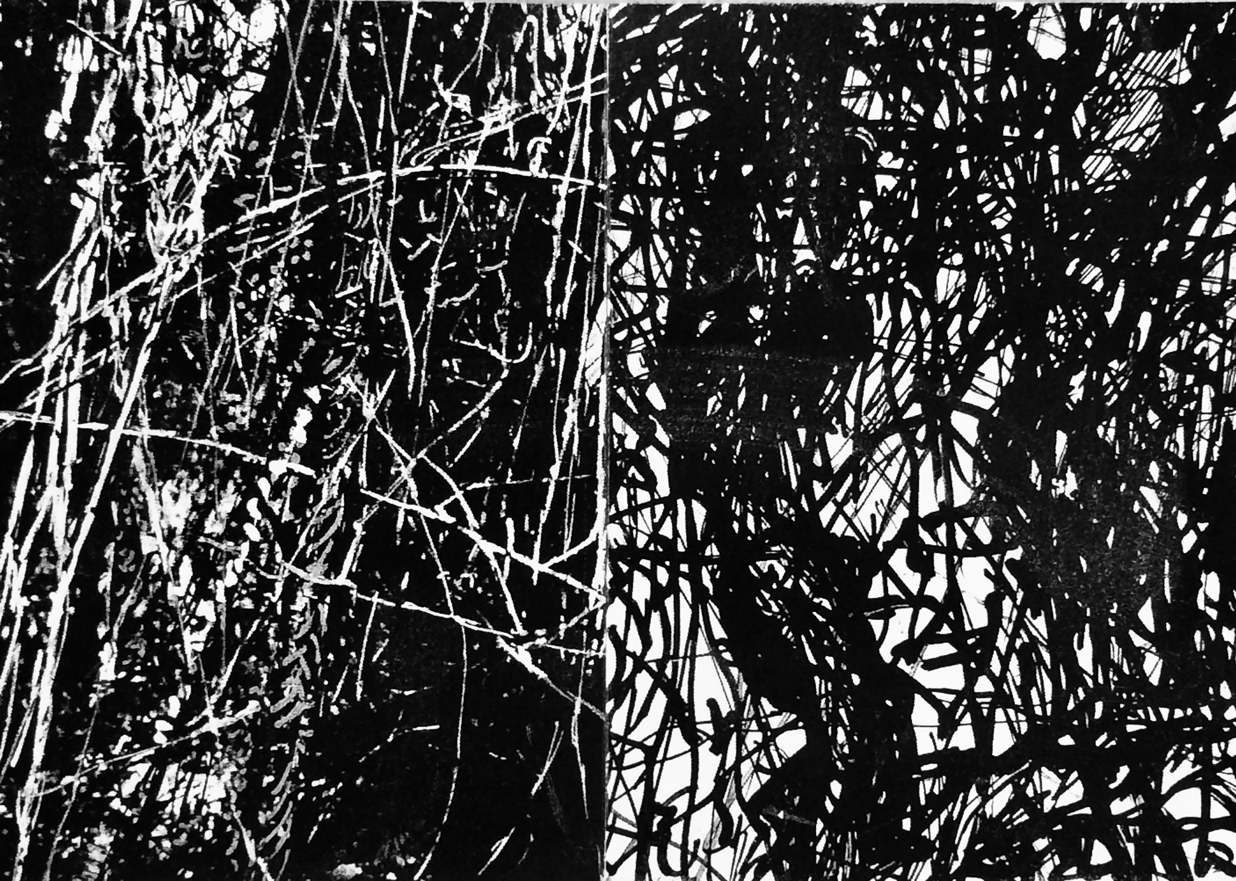 plants. 61