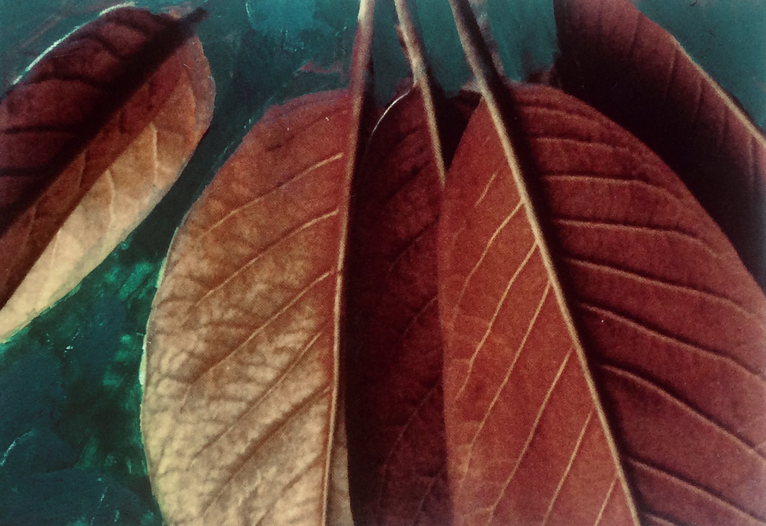 plants. 117
