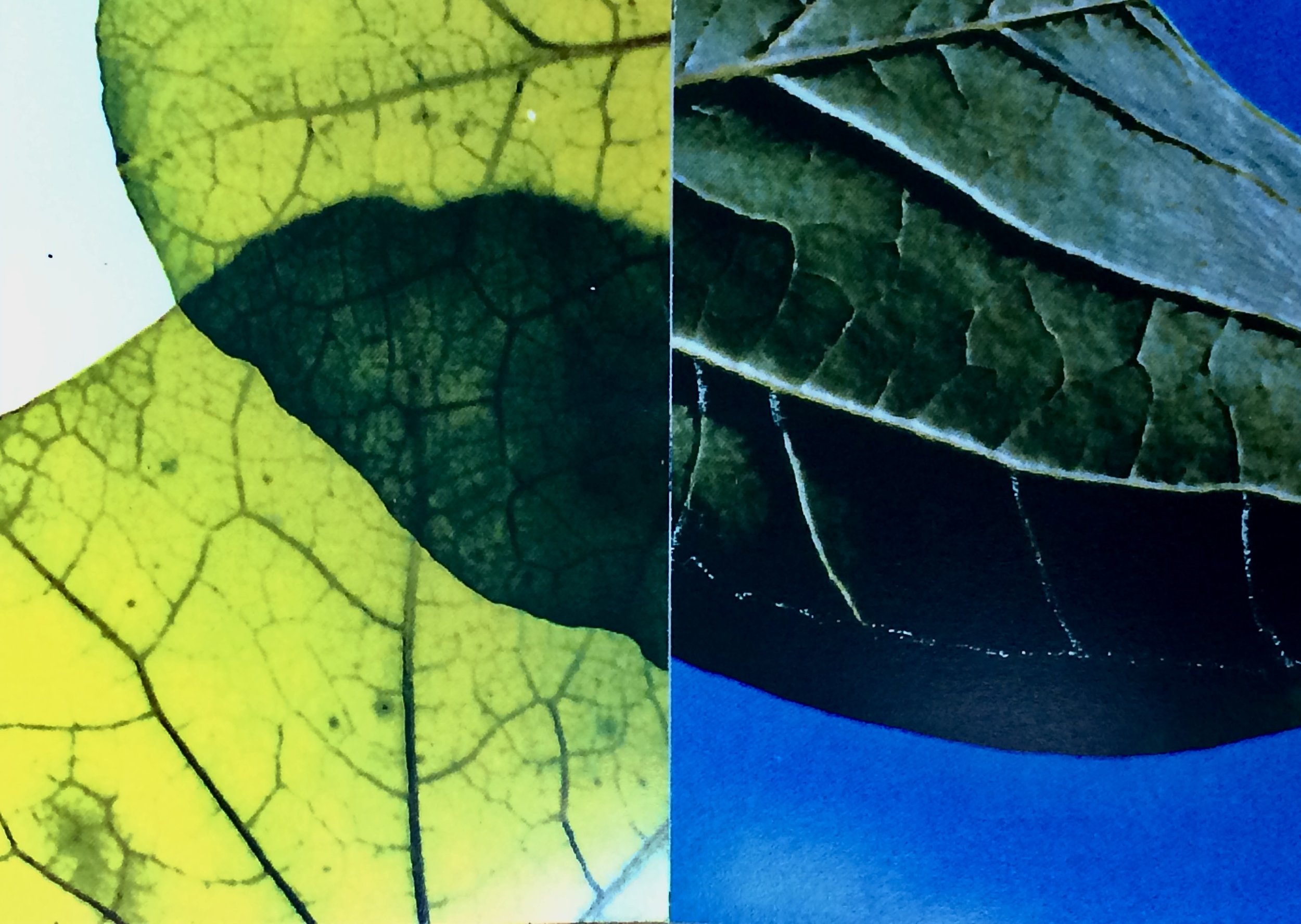 plants. 159
