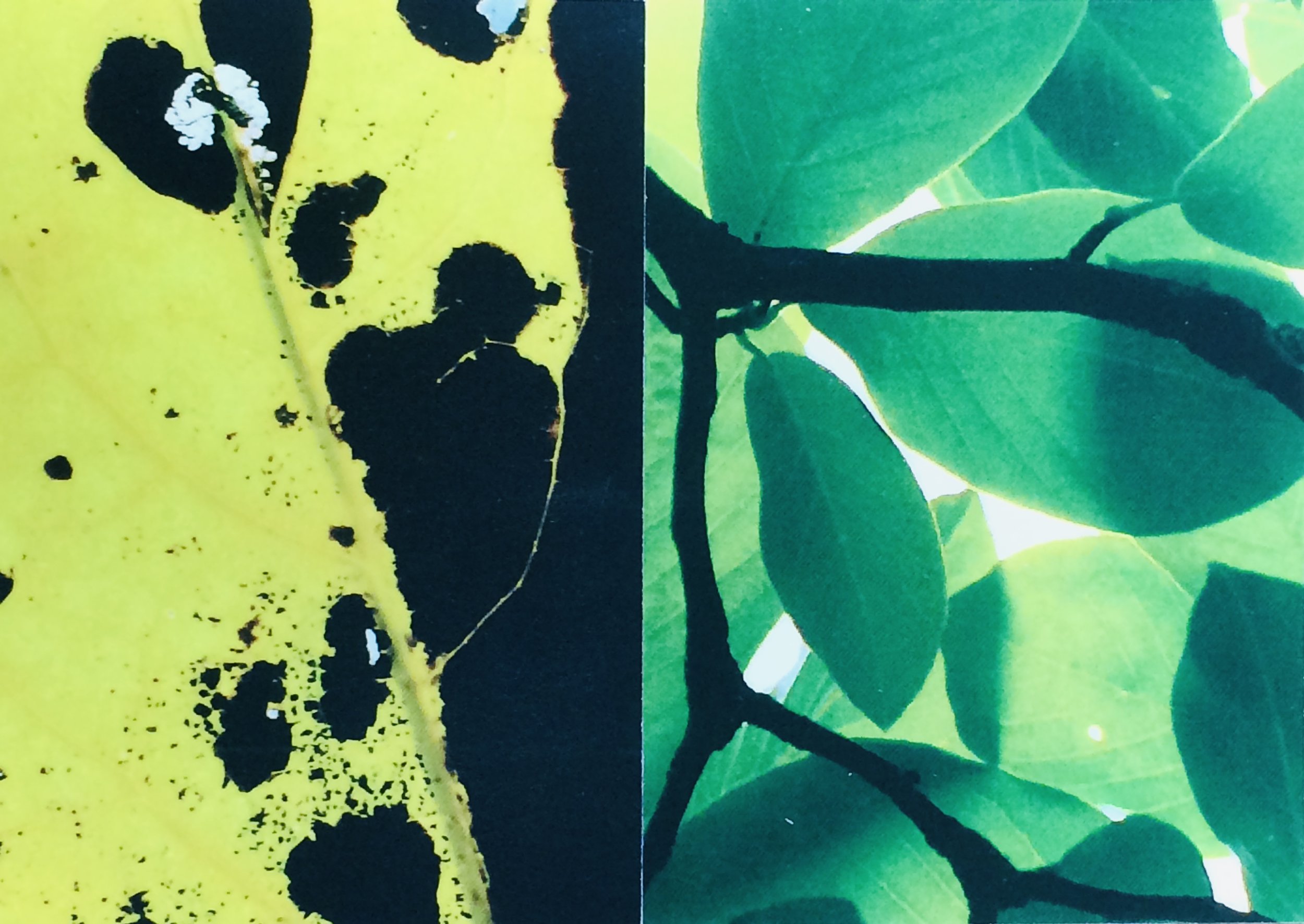 plants. 160