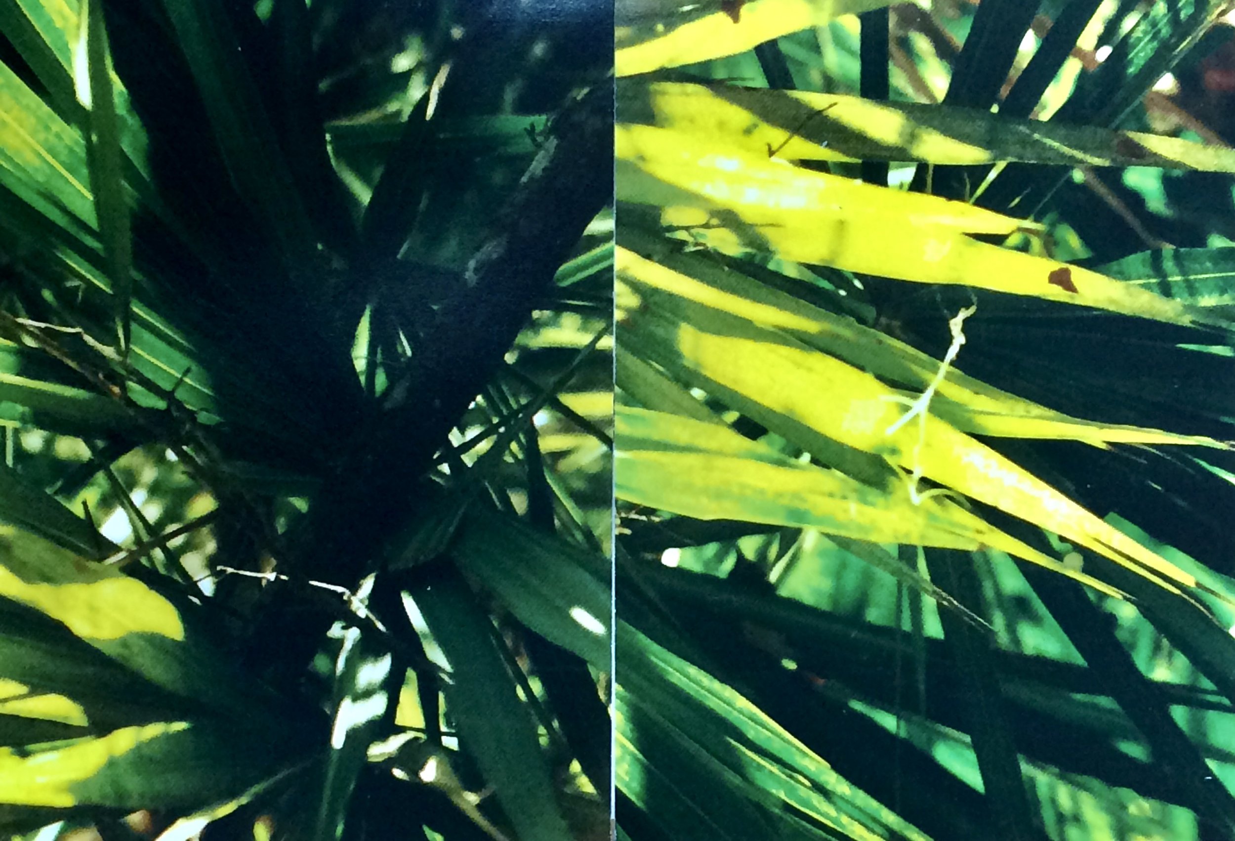 plants. 162