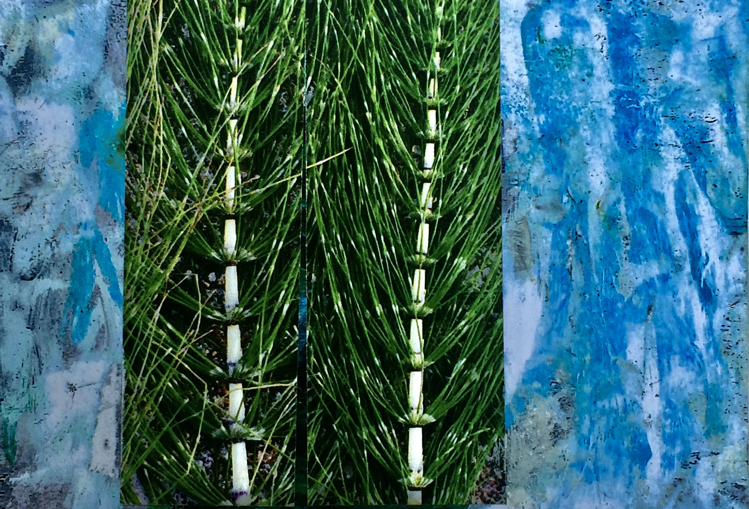 plants 163