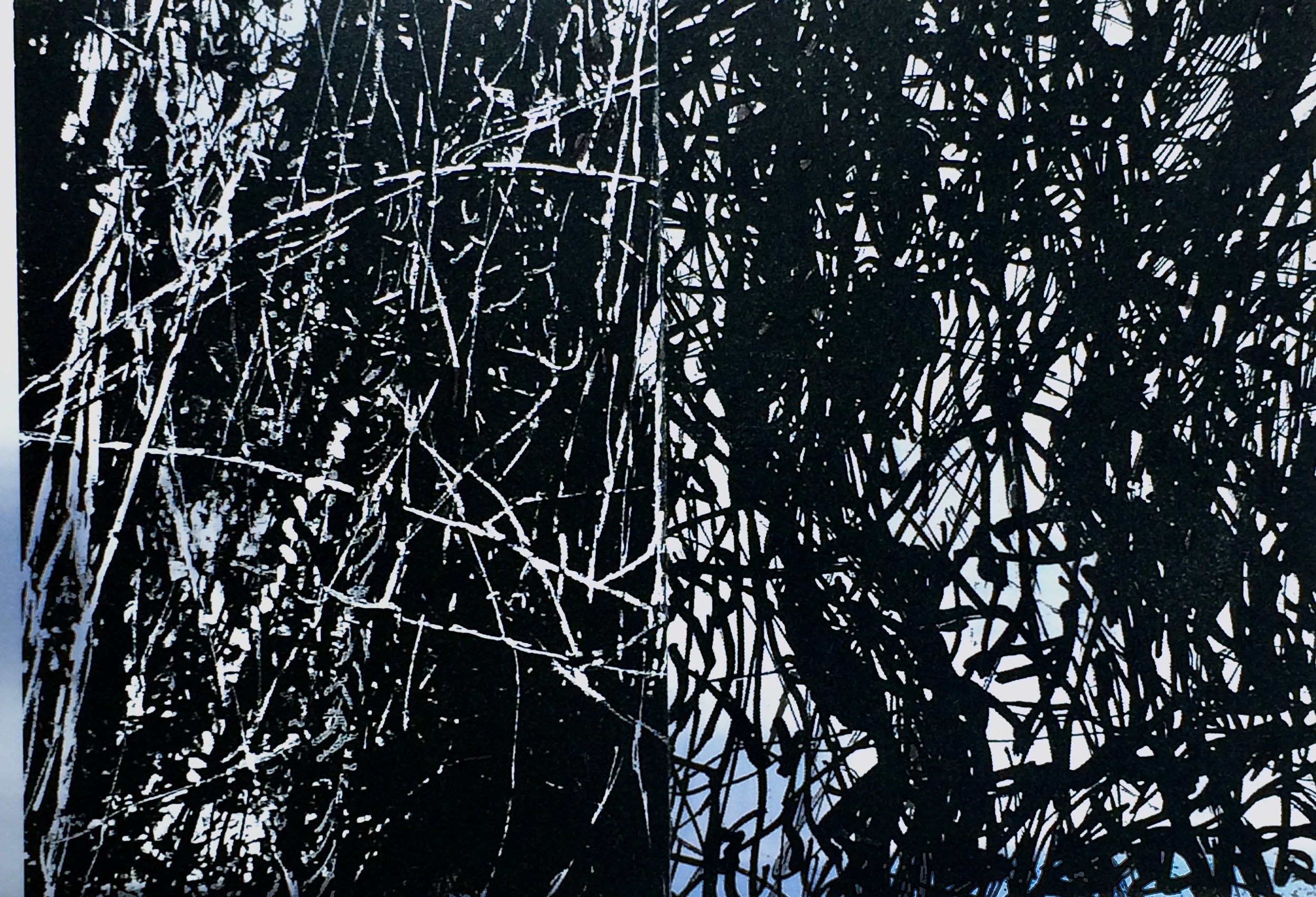 plants 167