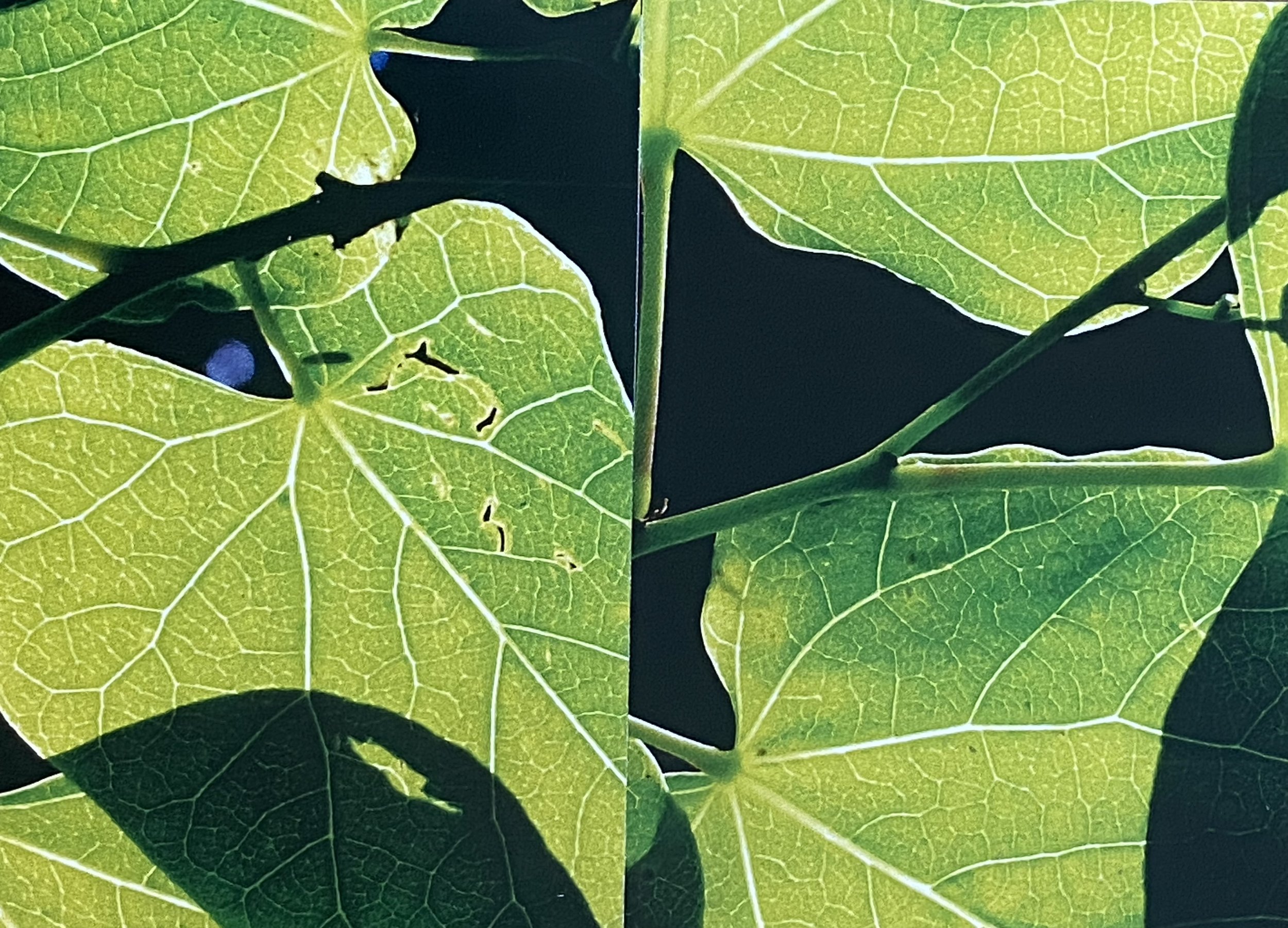 plants. 173