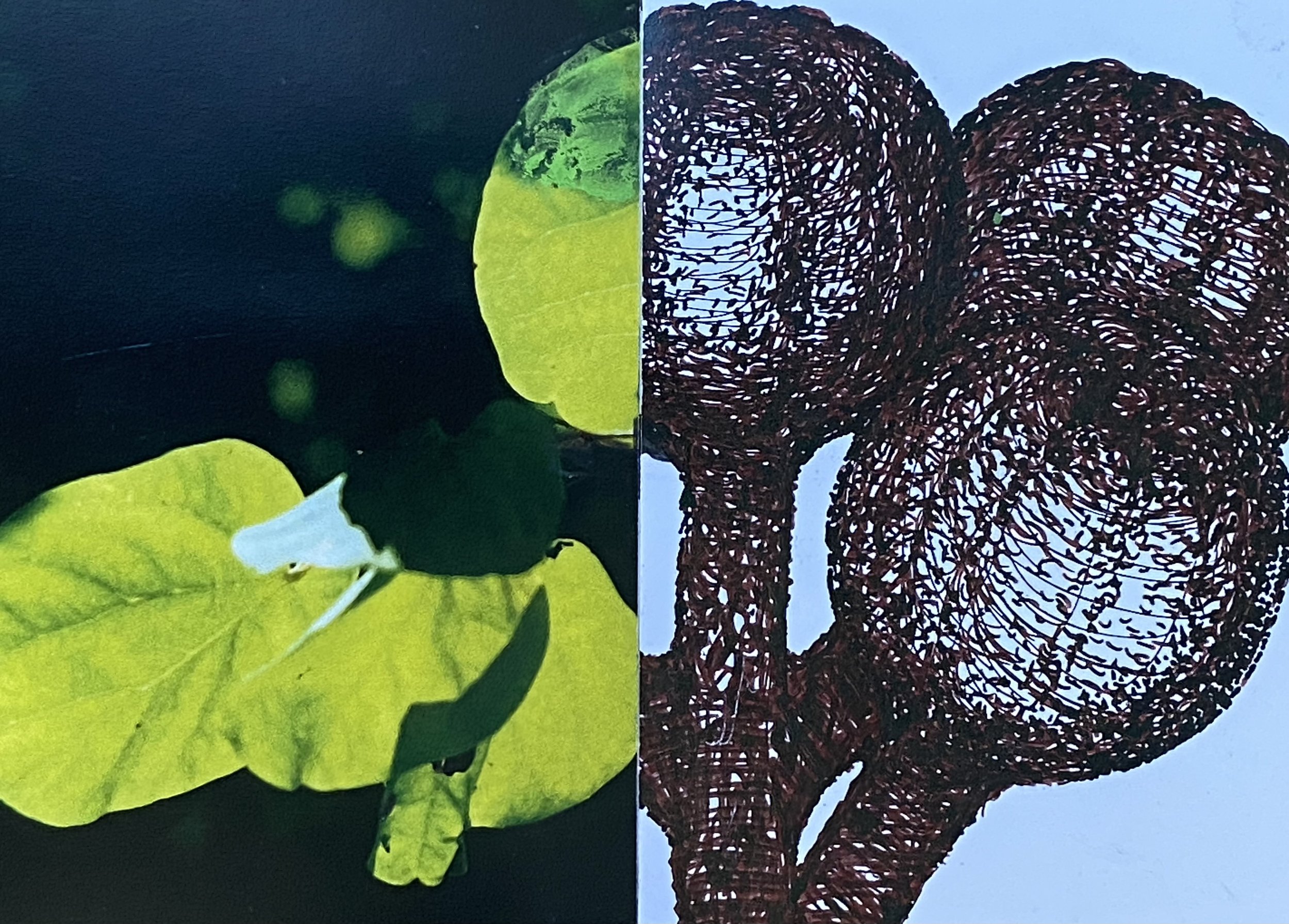 plants. 177