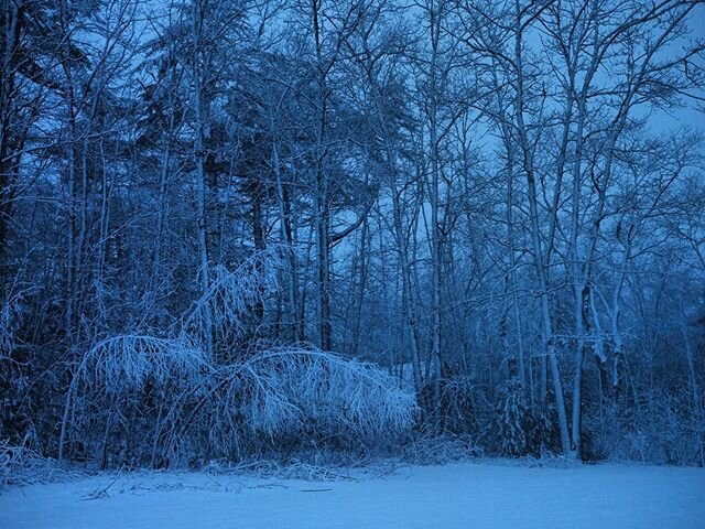 Blue light, bending birch, buried tulips. This is April. This is Maine. 💙❄️🌱 #maineexplorersclub #maine #mainelife #mainemagazine #downeast #downeastmagazine #gfx #fujifilmx_us #gfx50r 📷 @kerrypayne