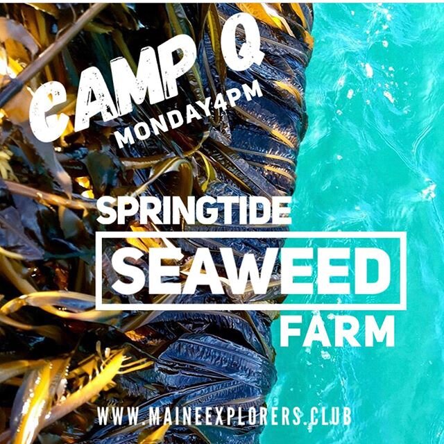 Join us Monday for a fabulous Camp Q, live from Maine, featuring  Sarah Redmond &mdash; founder of Springtide Seaweed, which operates the largest organic seaweed farm in North America, cultivating some of the finest seaweeds in the world for people a