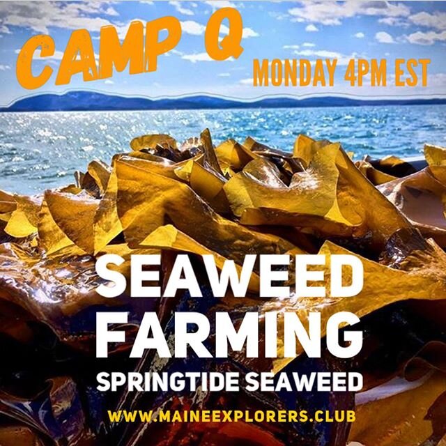 Join us today as Sarah Redmond of @springtideseaweed shares a little of her fascinating life as a farmer of the ocean&rsquo;s garden!  Live from Maine! Visit .www.maineexplorers.club at 4pm and click the &lsquo;Join Zoom Meeting&rsquo; Button! #maine