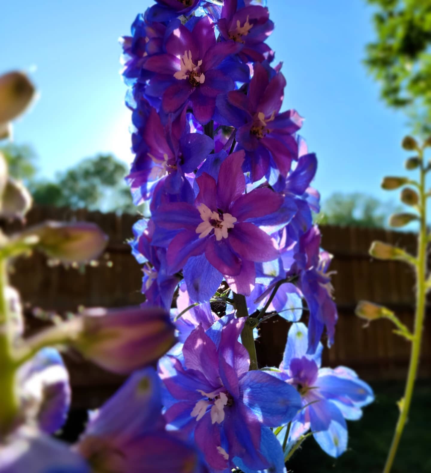 Backyard bliss
.
.
.
#flowers #sunshine #backyard #bliss  #purple