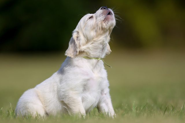 Myths-About-Dog-Howling.jpg