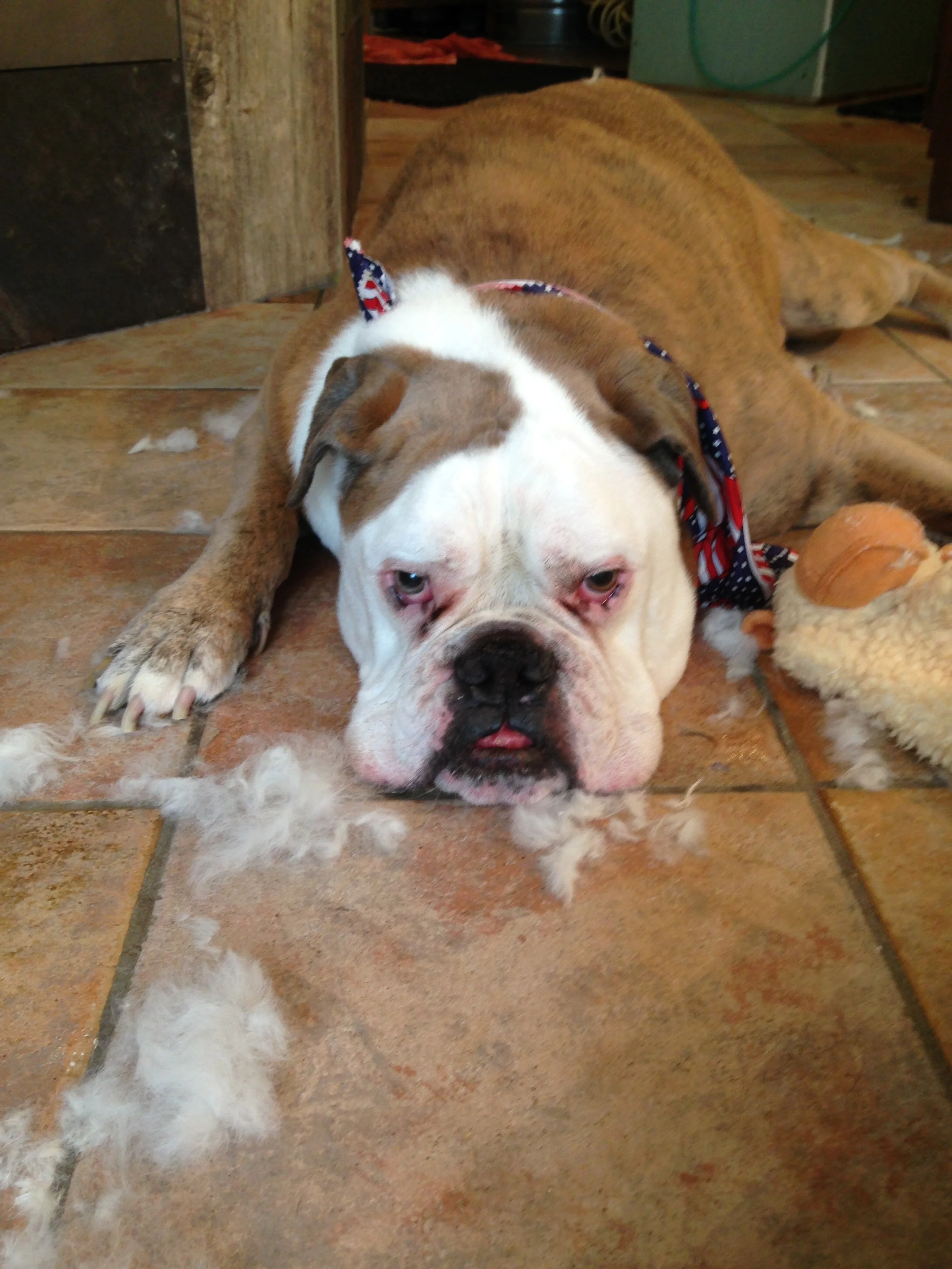 Just another Reason to post a Dog Pic