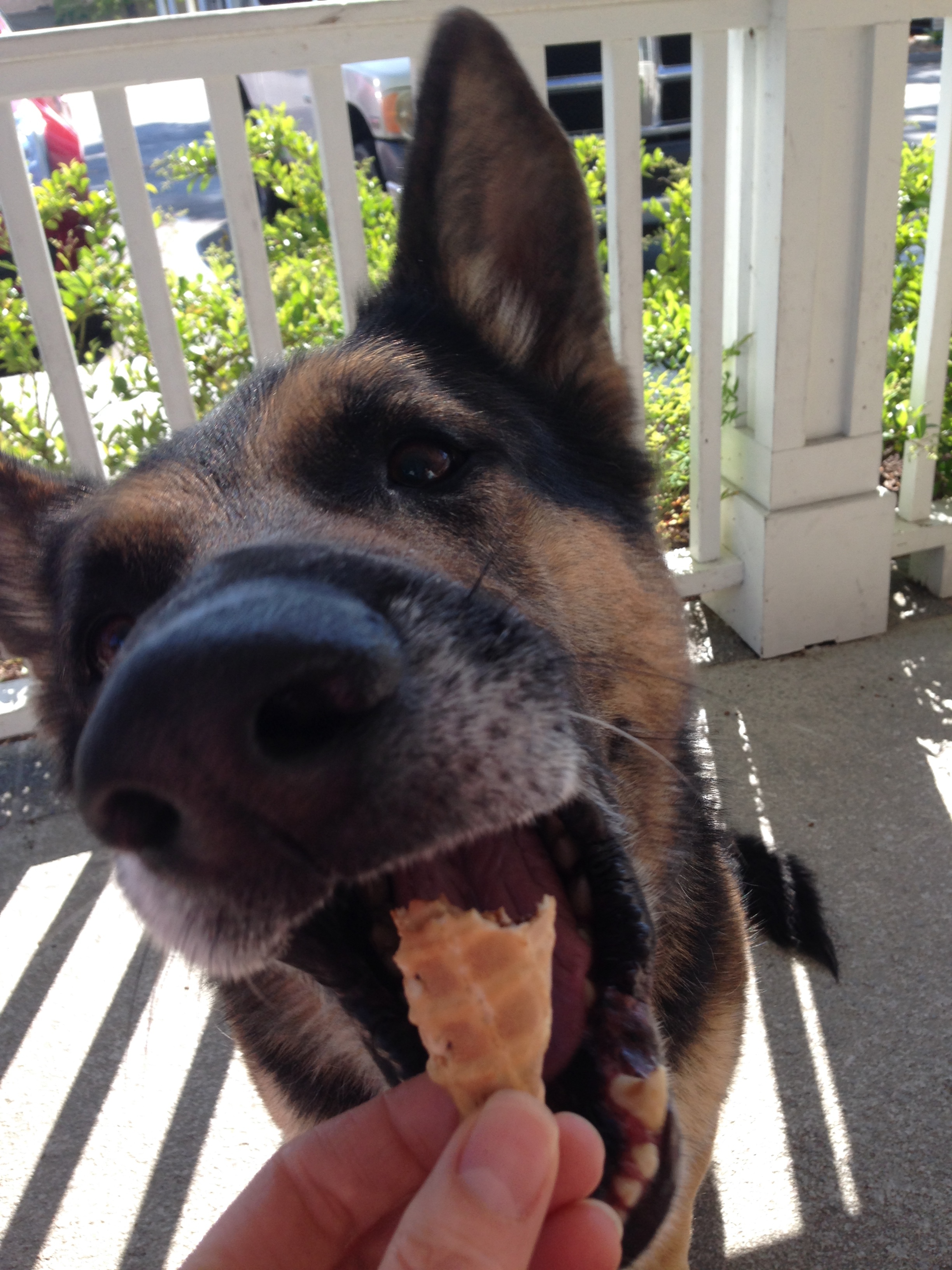 My Dog Loves Ice cream